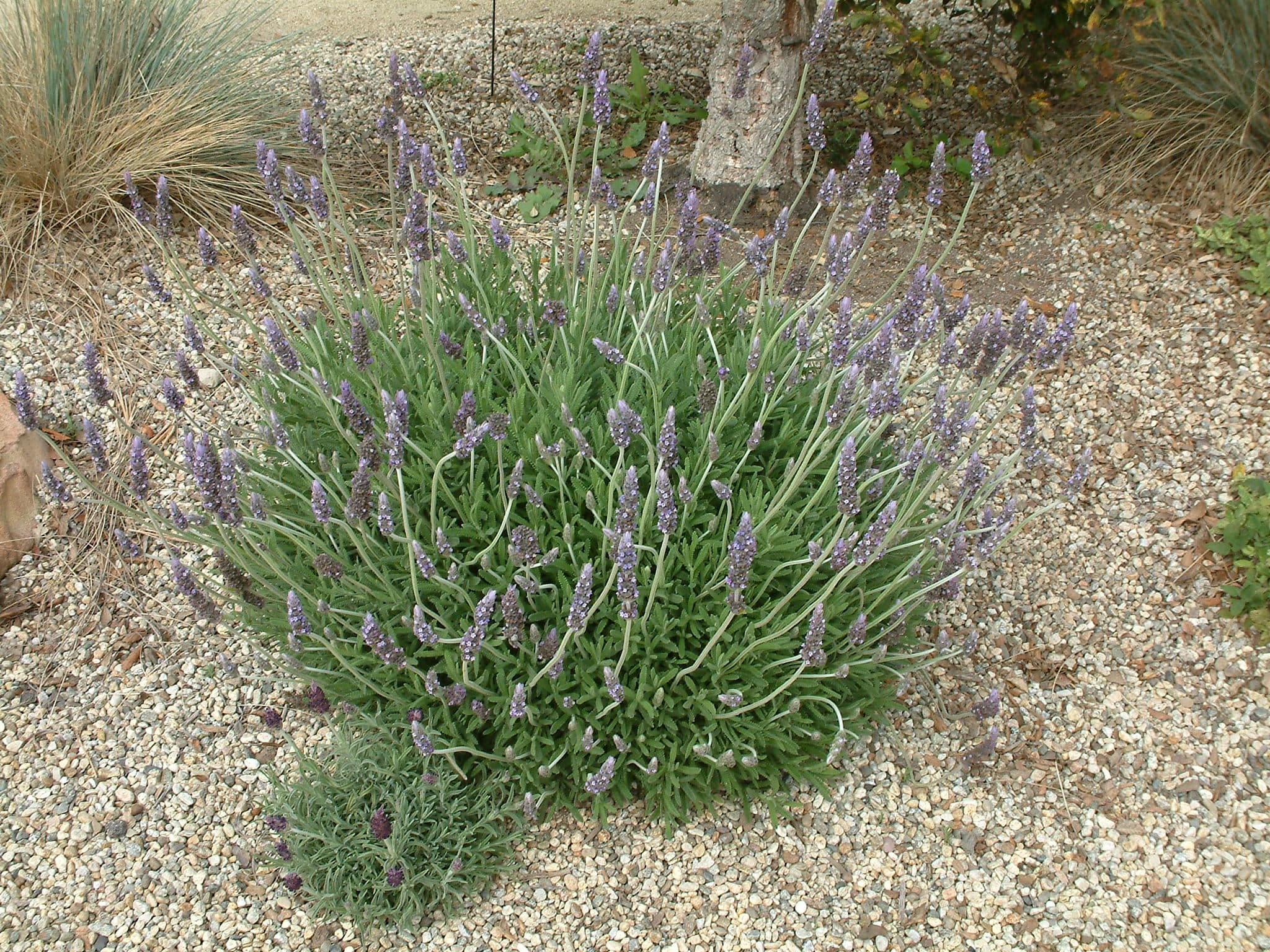 Fernleaf Lavender
