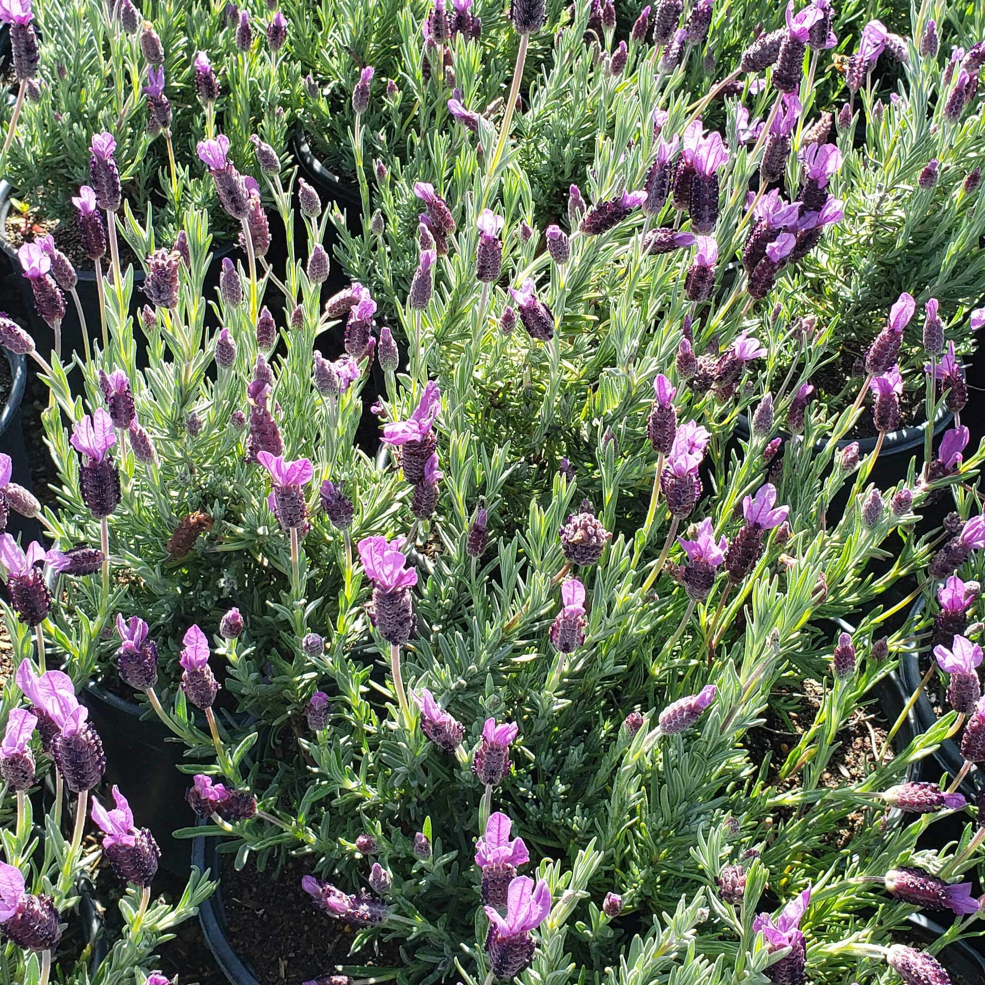 Portuguese Lavender