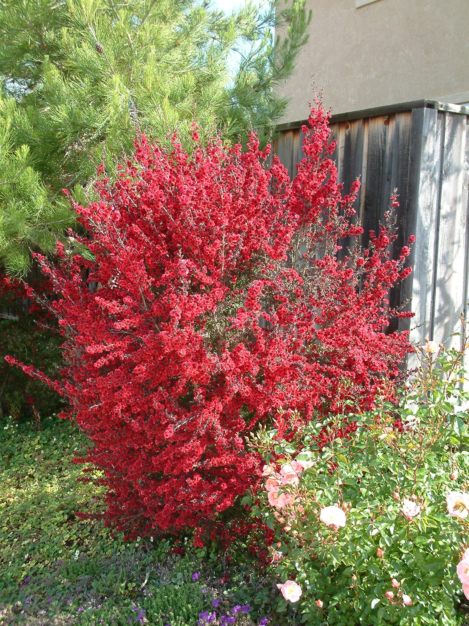Red Tea Tree
