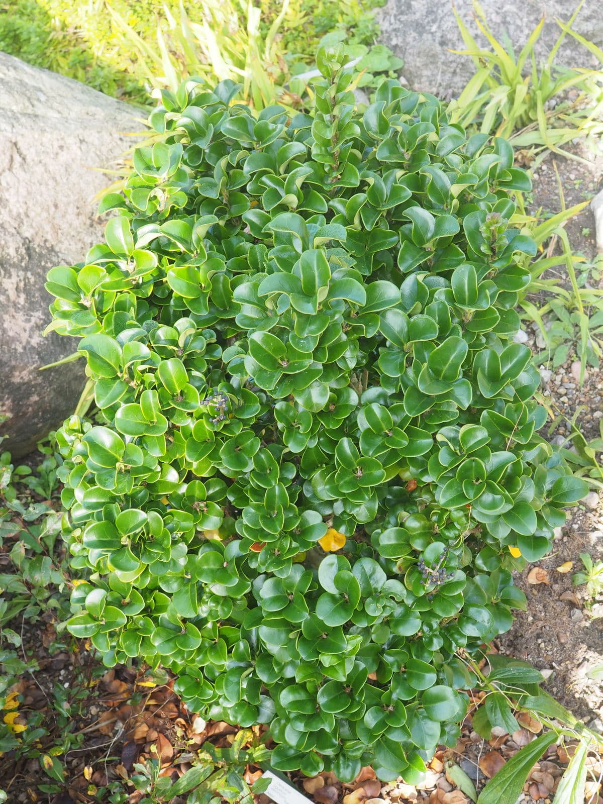 Japanese Privet