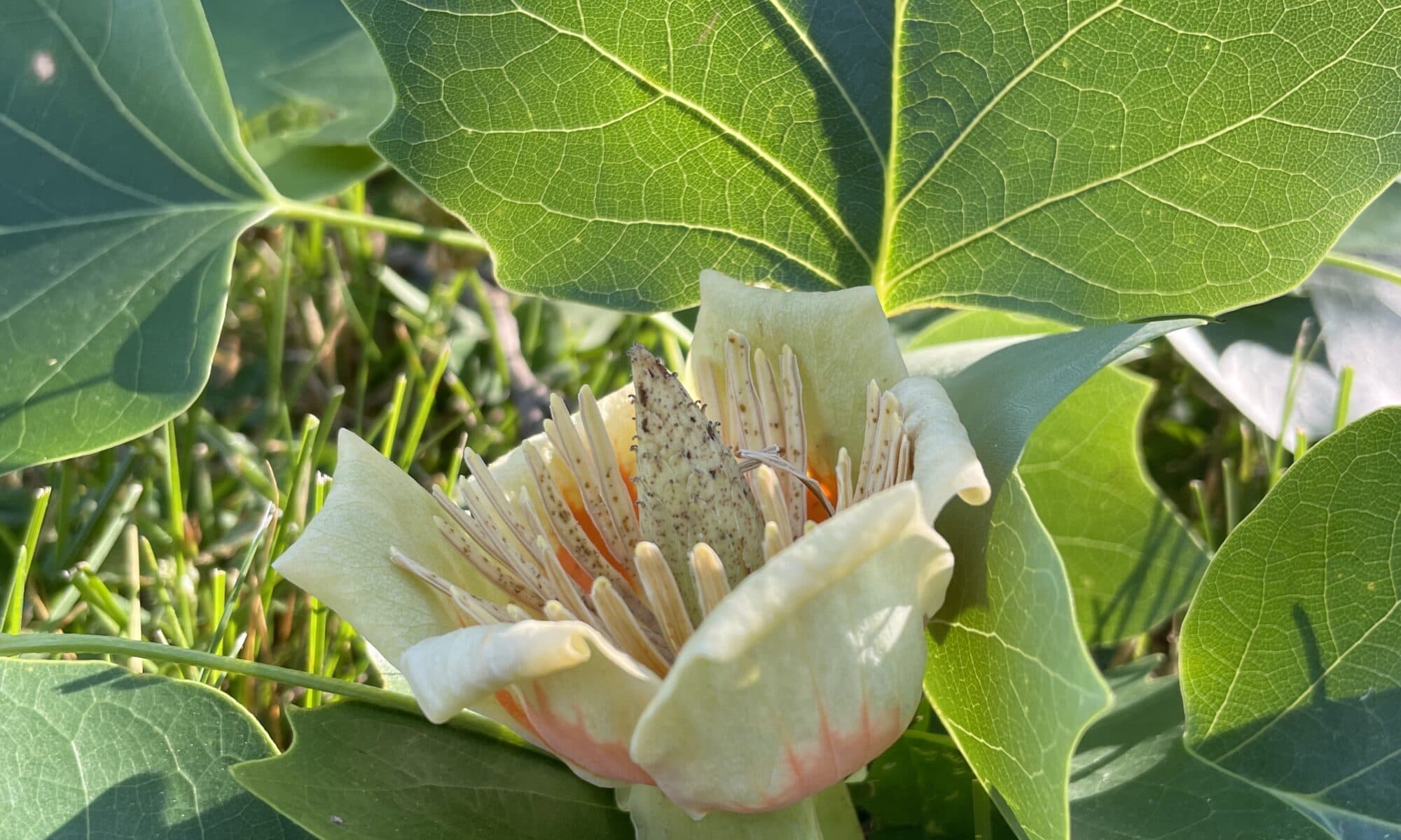 Tulip Tree