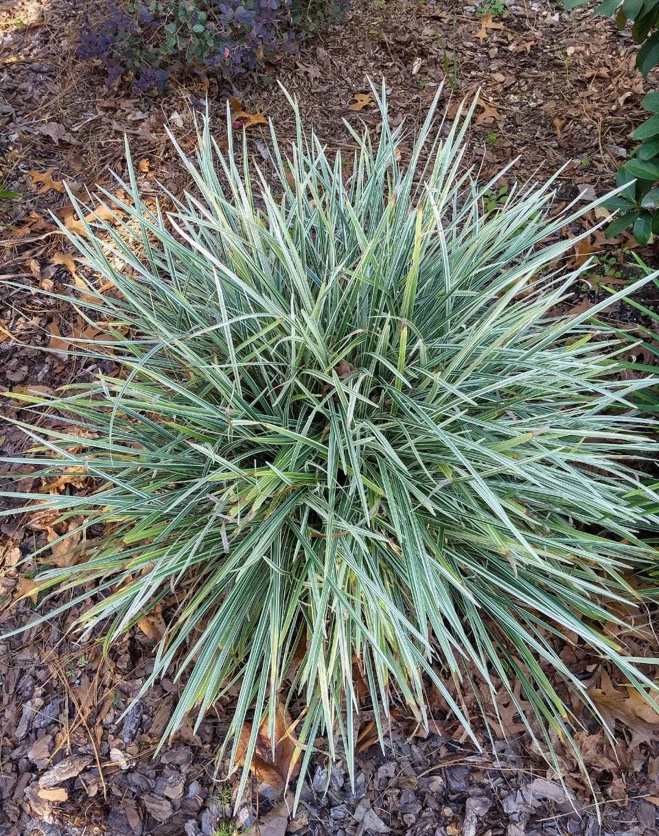 Aztec Grass