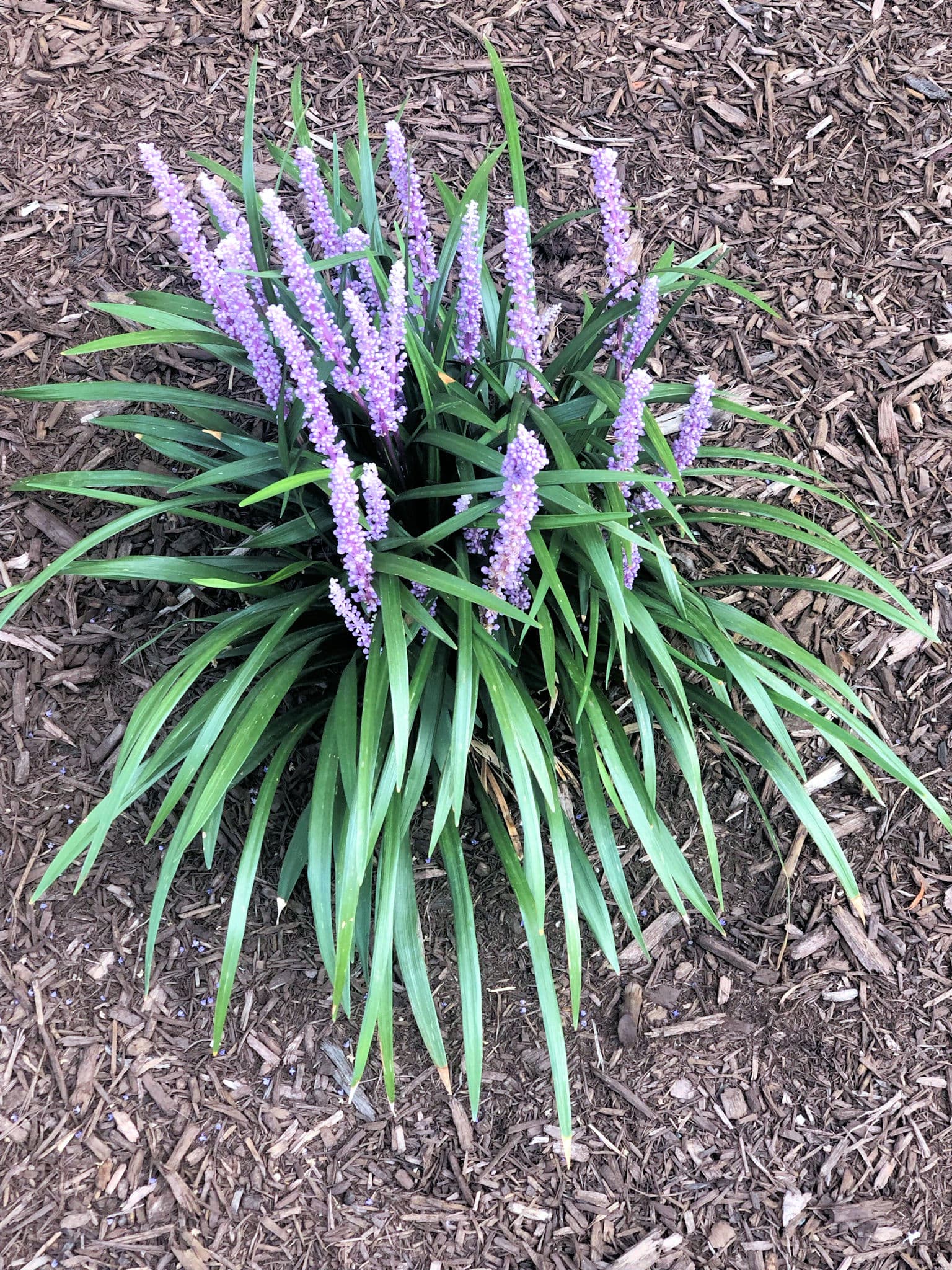 Royal Purple Lily Turf