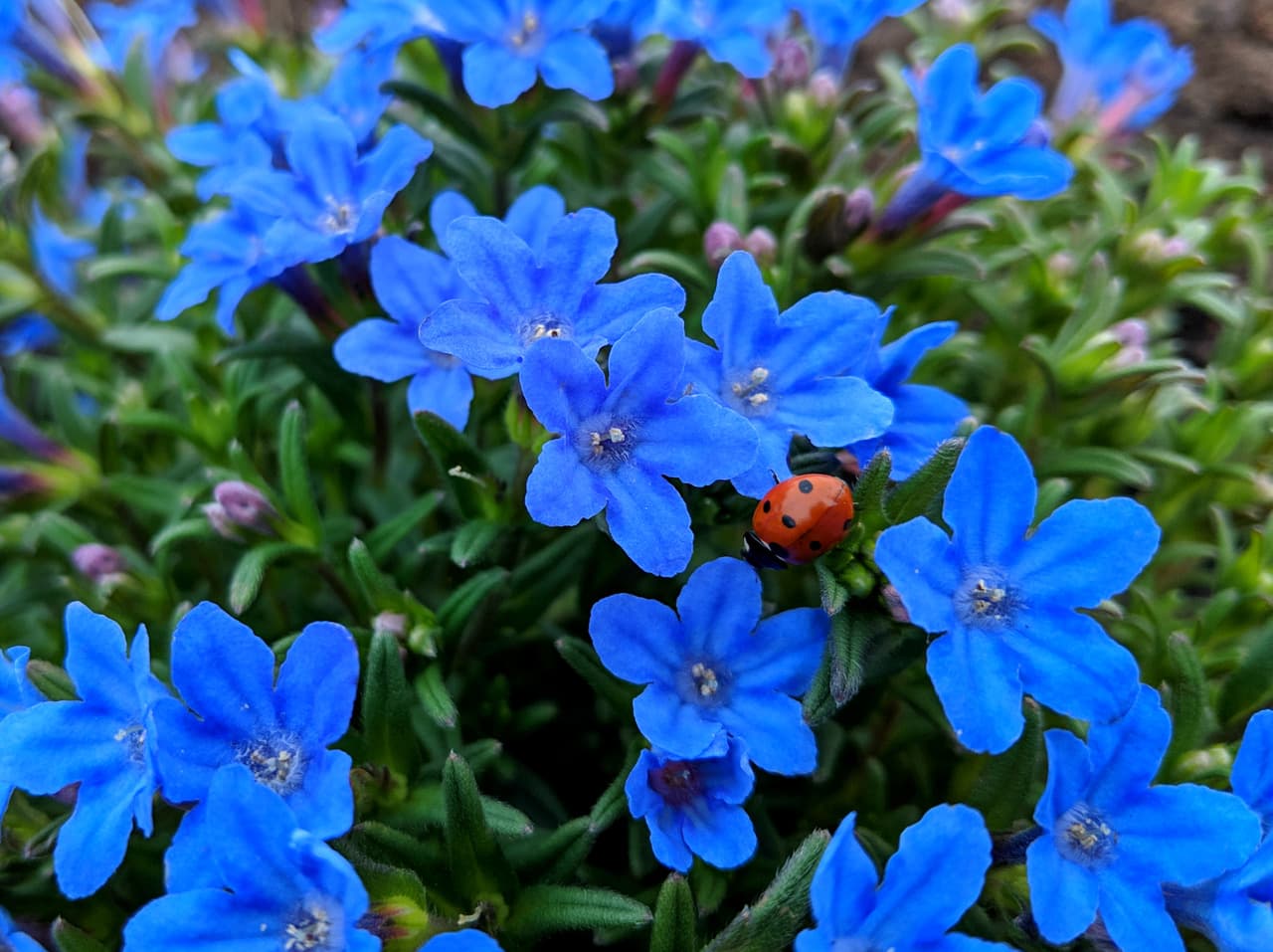 Heavenly Blue Lithodora