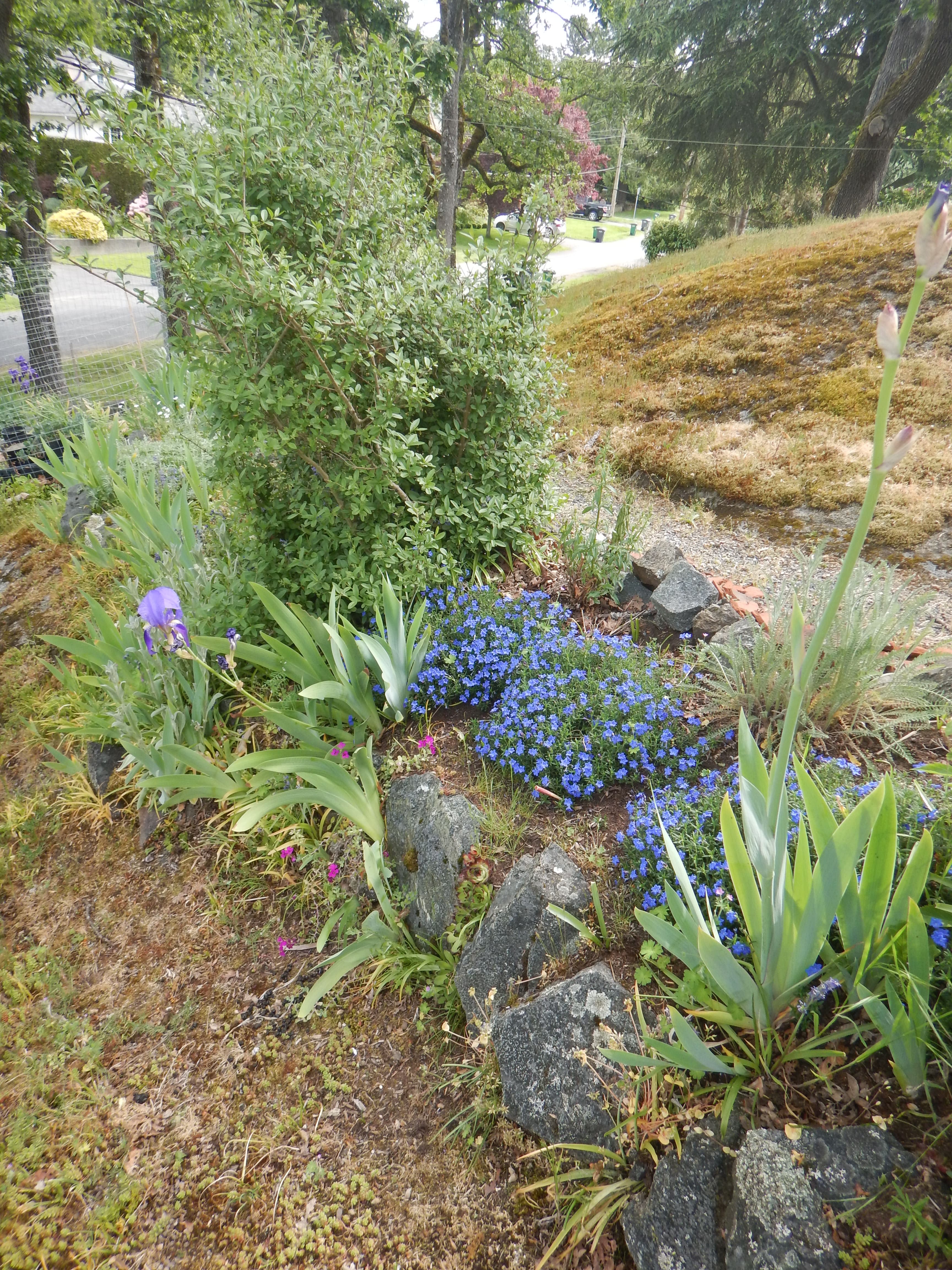 Heavenly Blue Lithodora