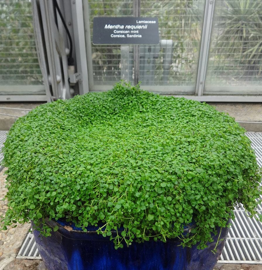 Corsican Mint