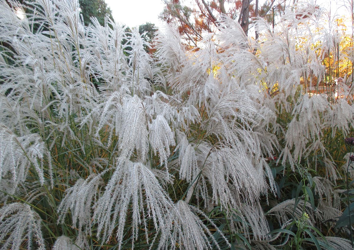 Maiden Grass Graciella