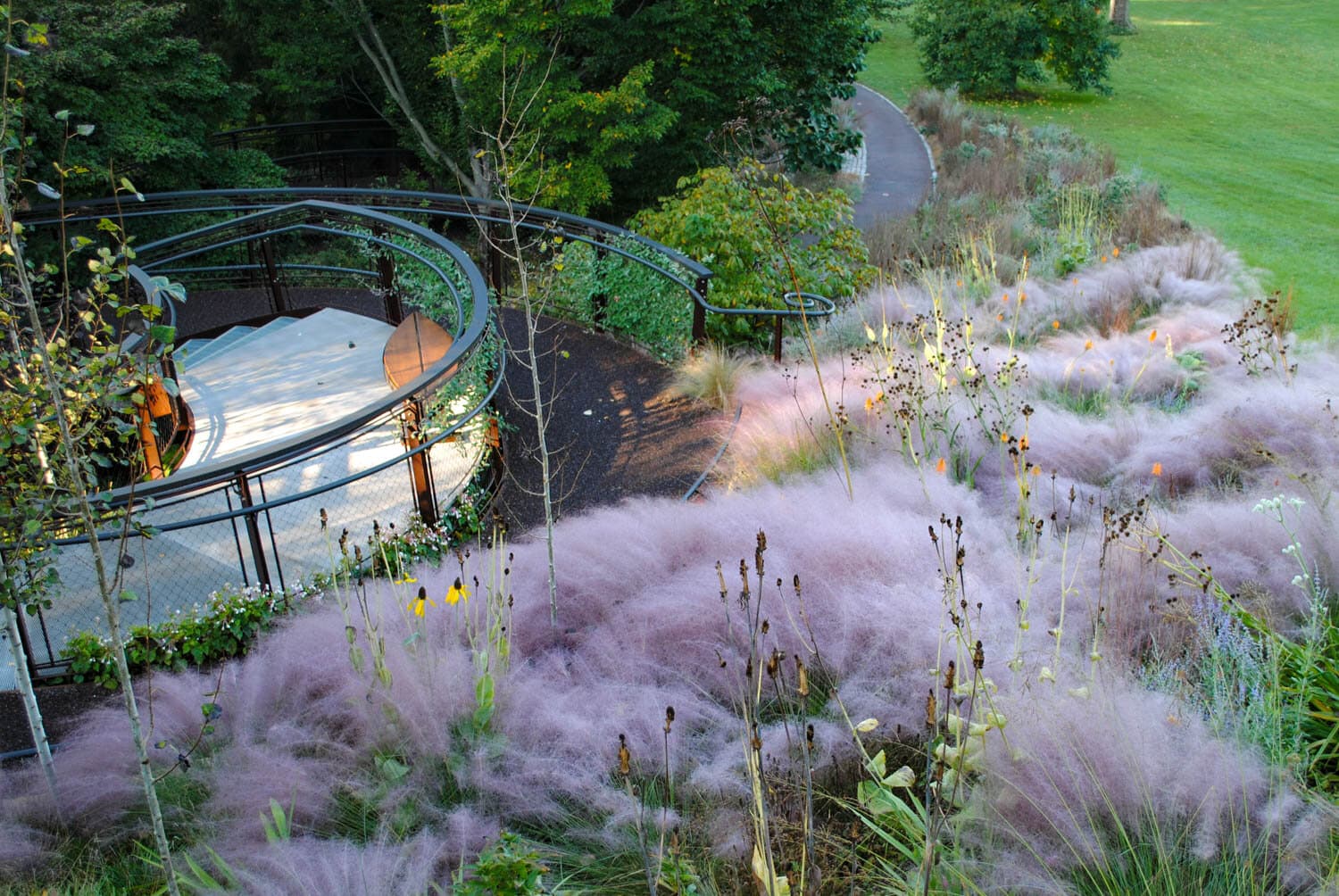 Pink Muhly Grass