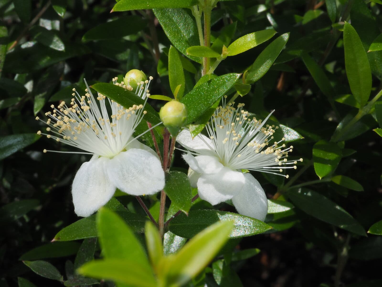 Common Myrtle