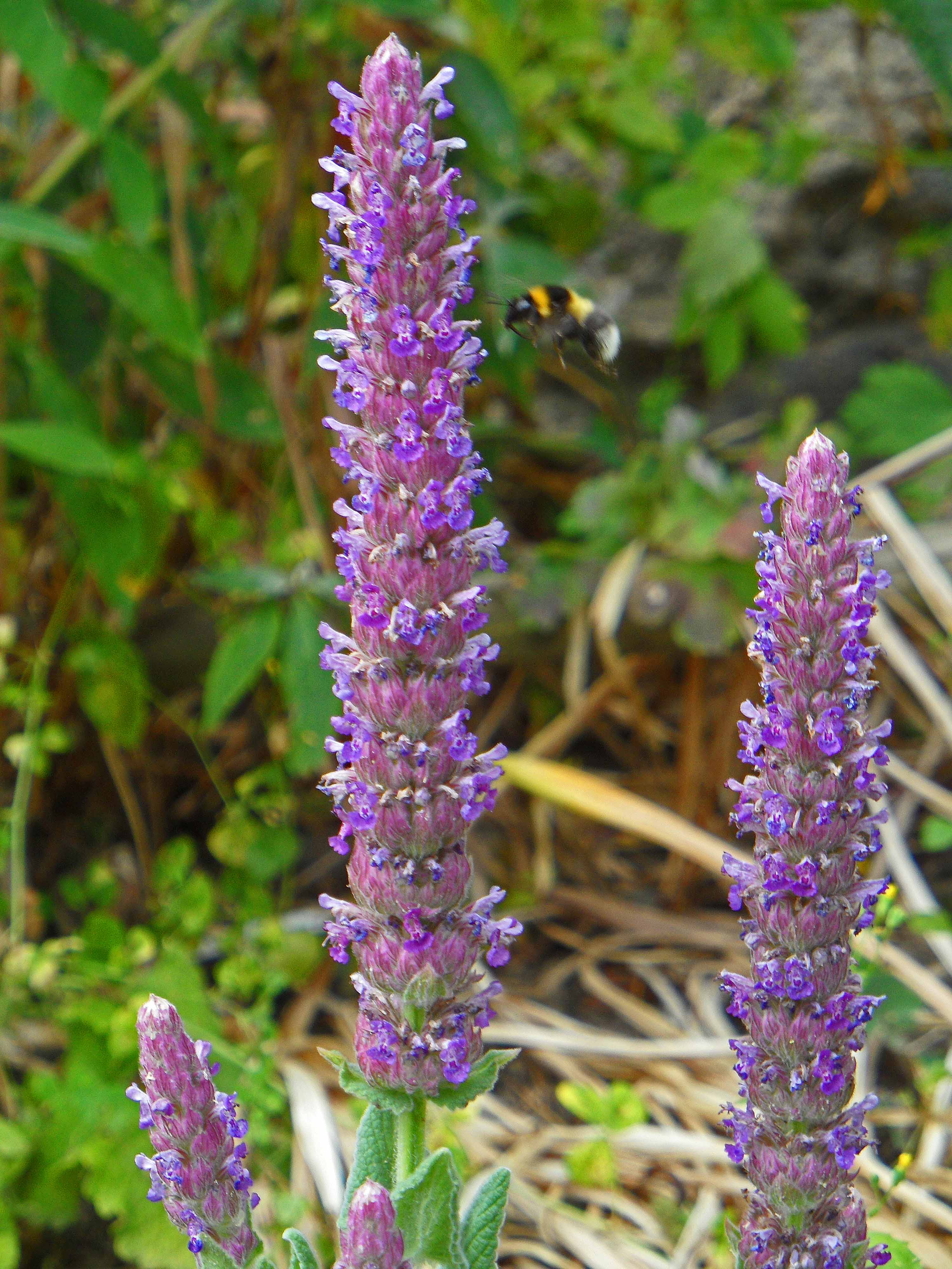 Tuberous Catmint