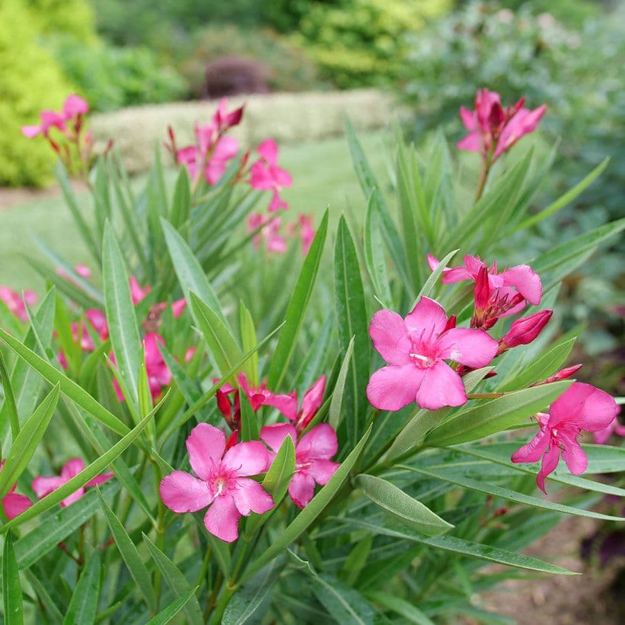 Pink Oleander