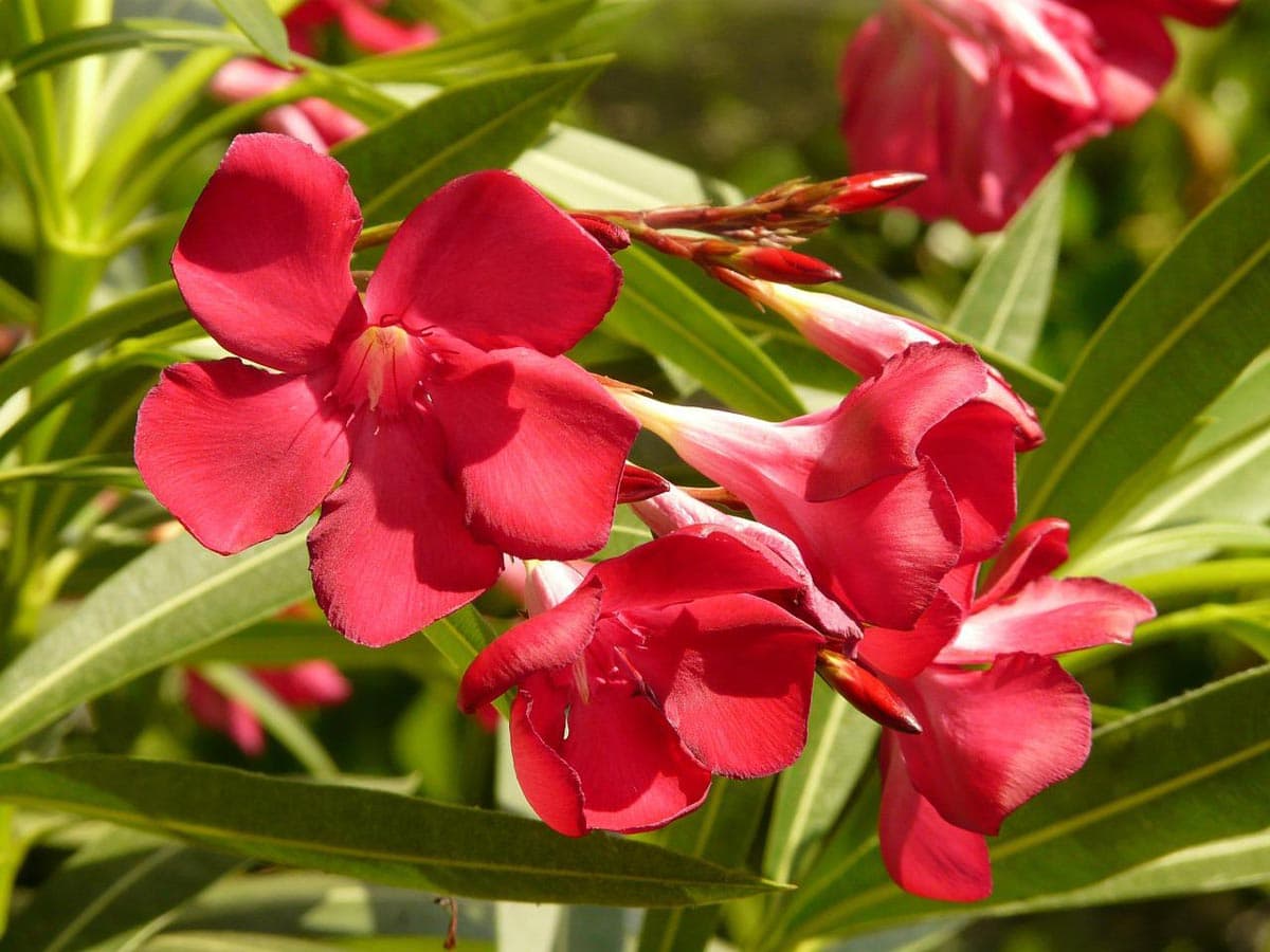 Red Oleander