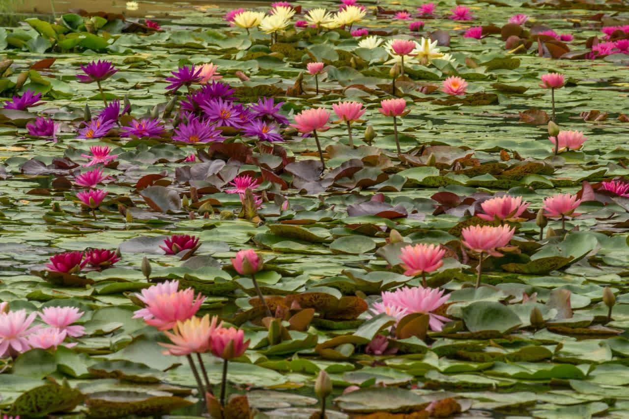 Water Lily