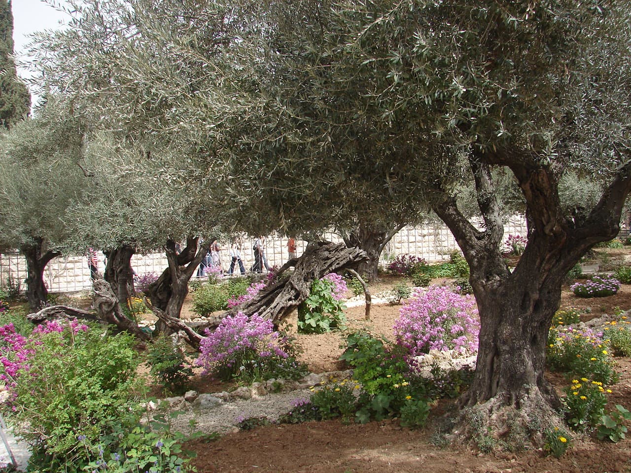 Olive Tree