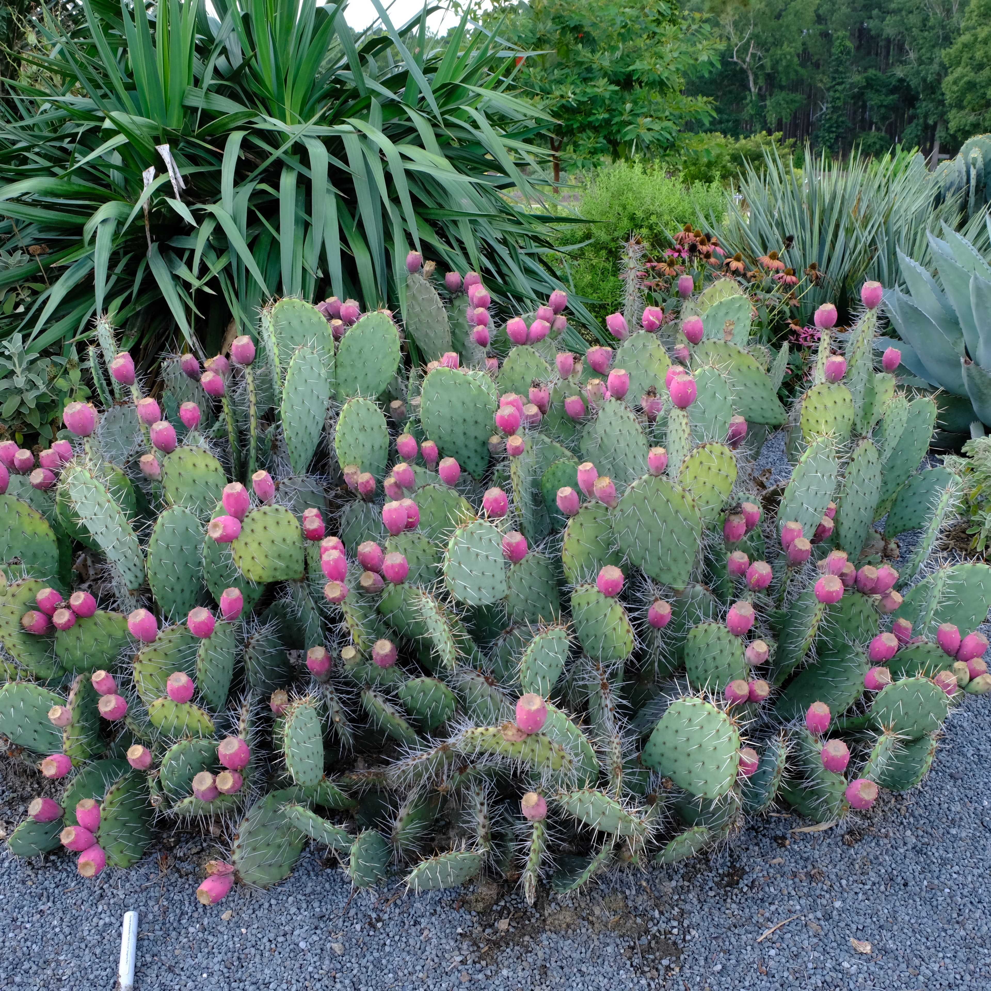 Prickly Pear