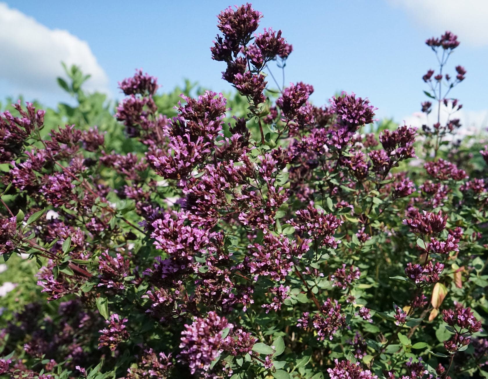 Purple Oregano