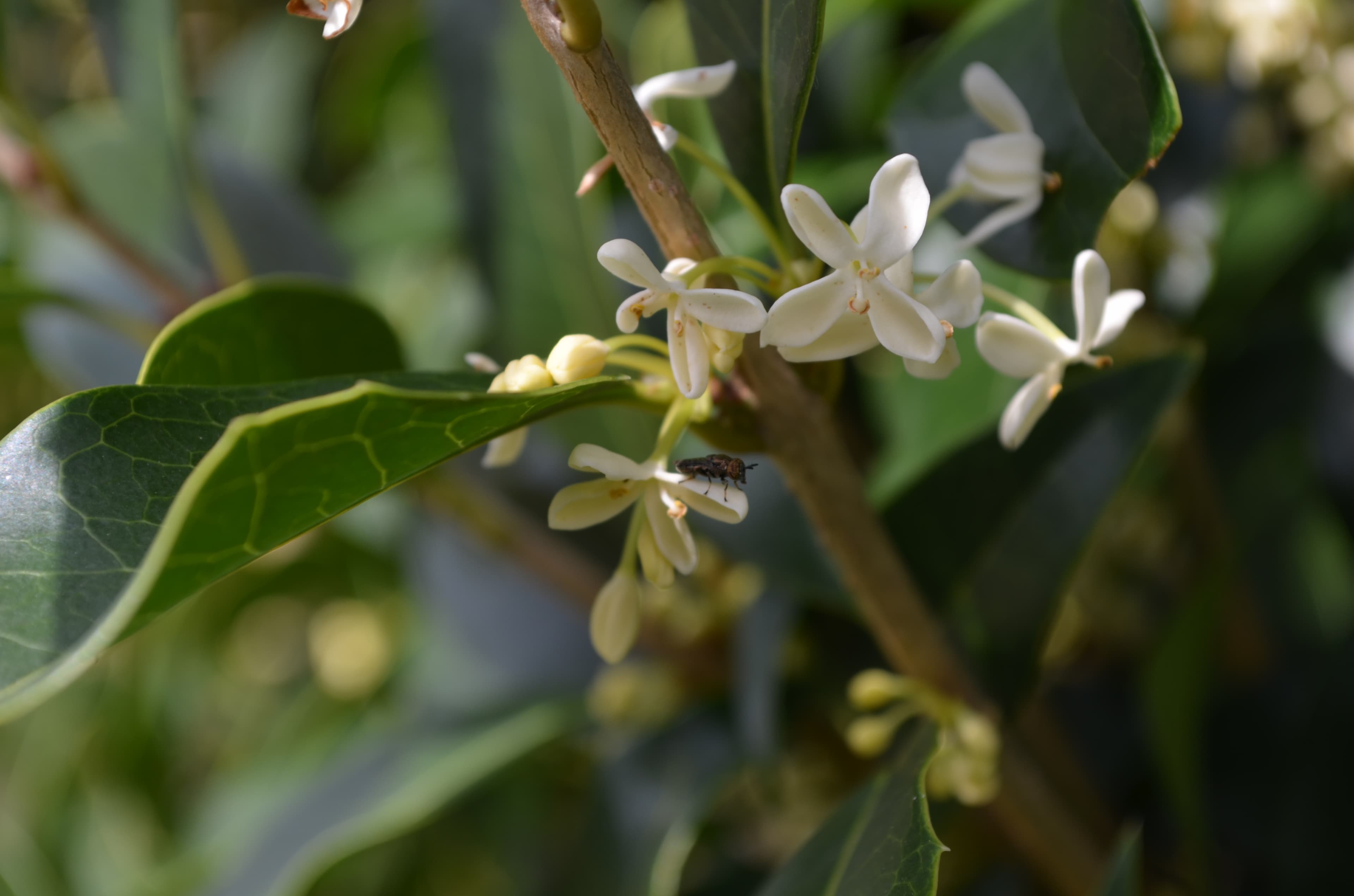 Sweet Osmanthus