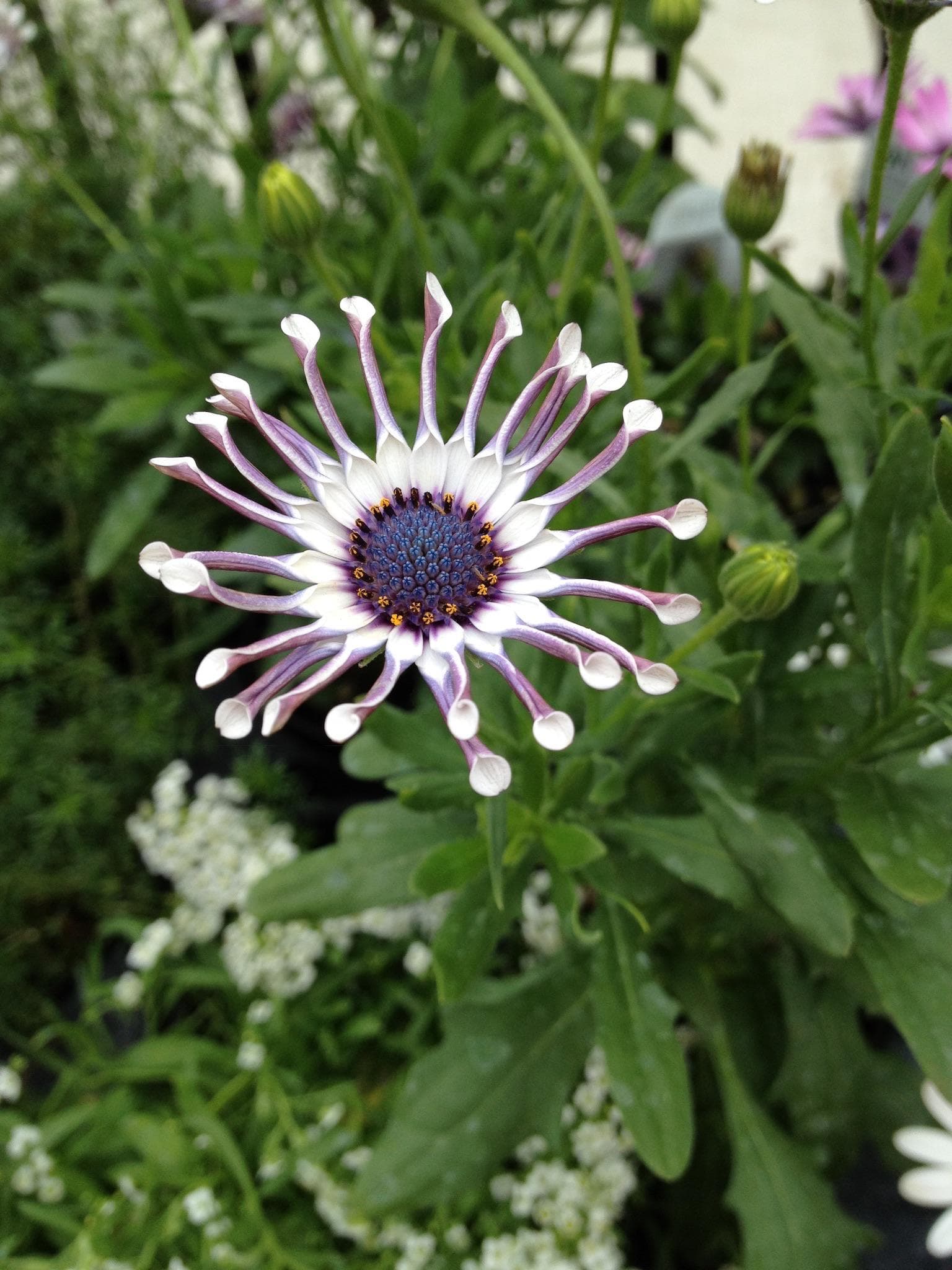 Purple African Daisy