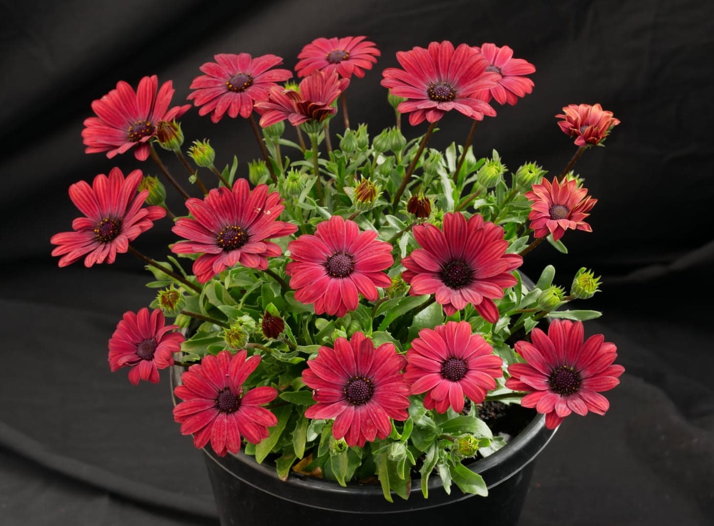 Red African Daisy