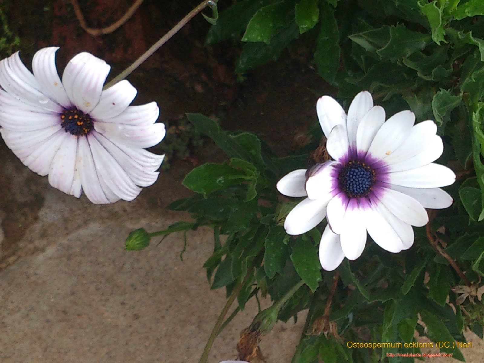 White African Daisy