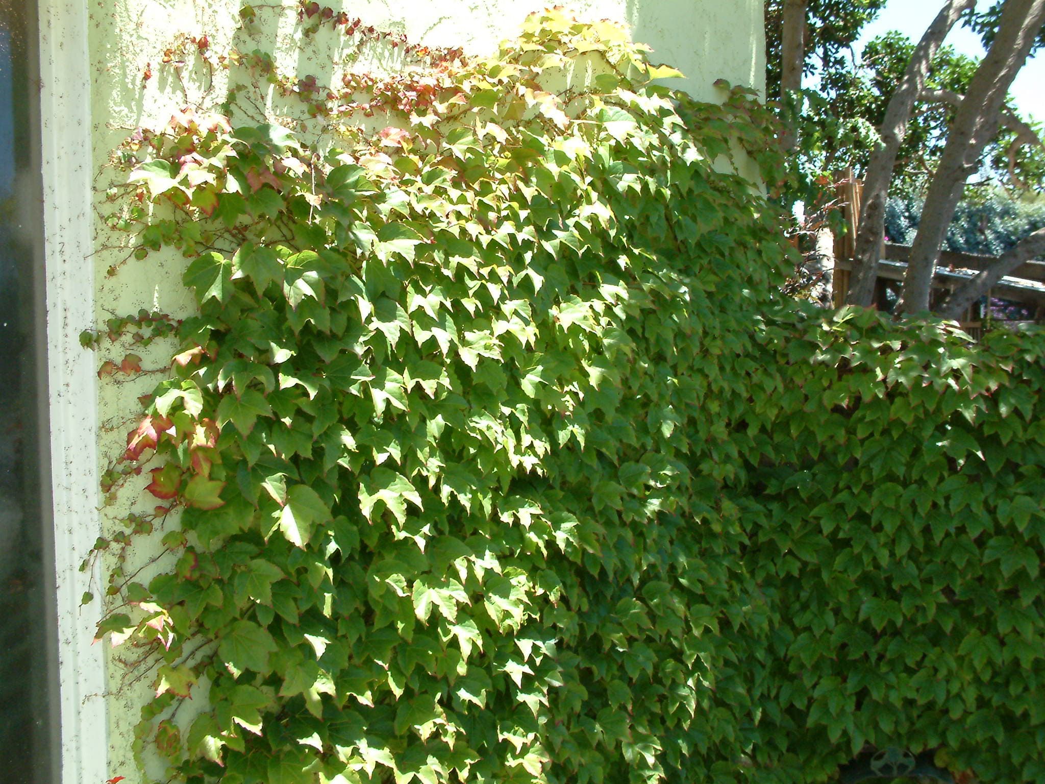 Boston Ivy