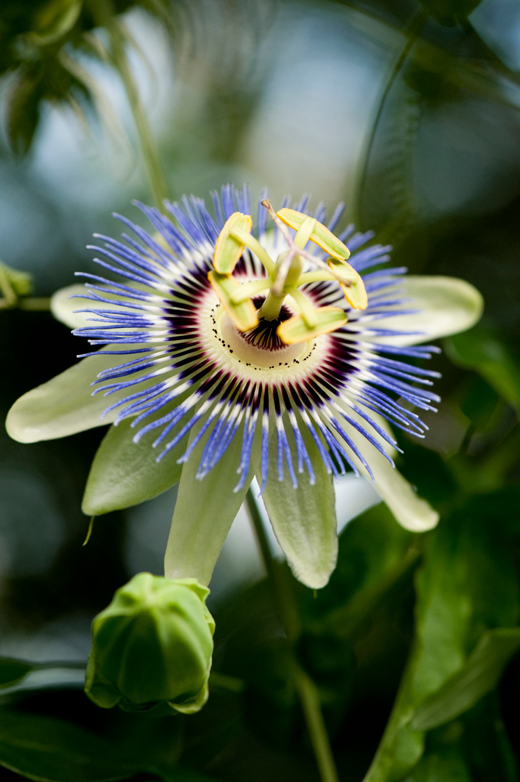 Blue Passionflower