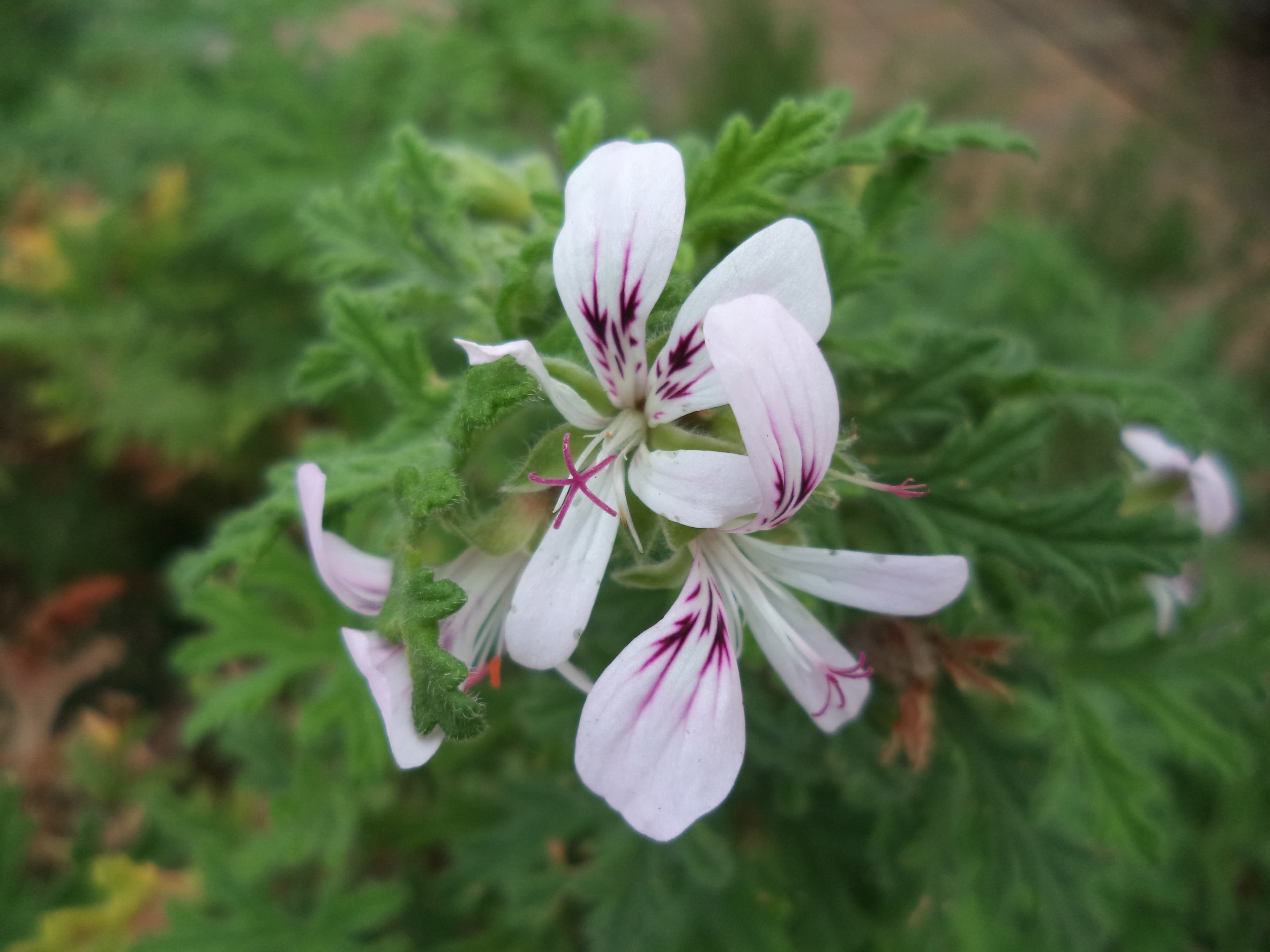 Rose-scented Pelargonium