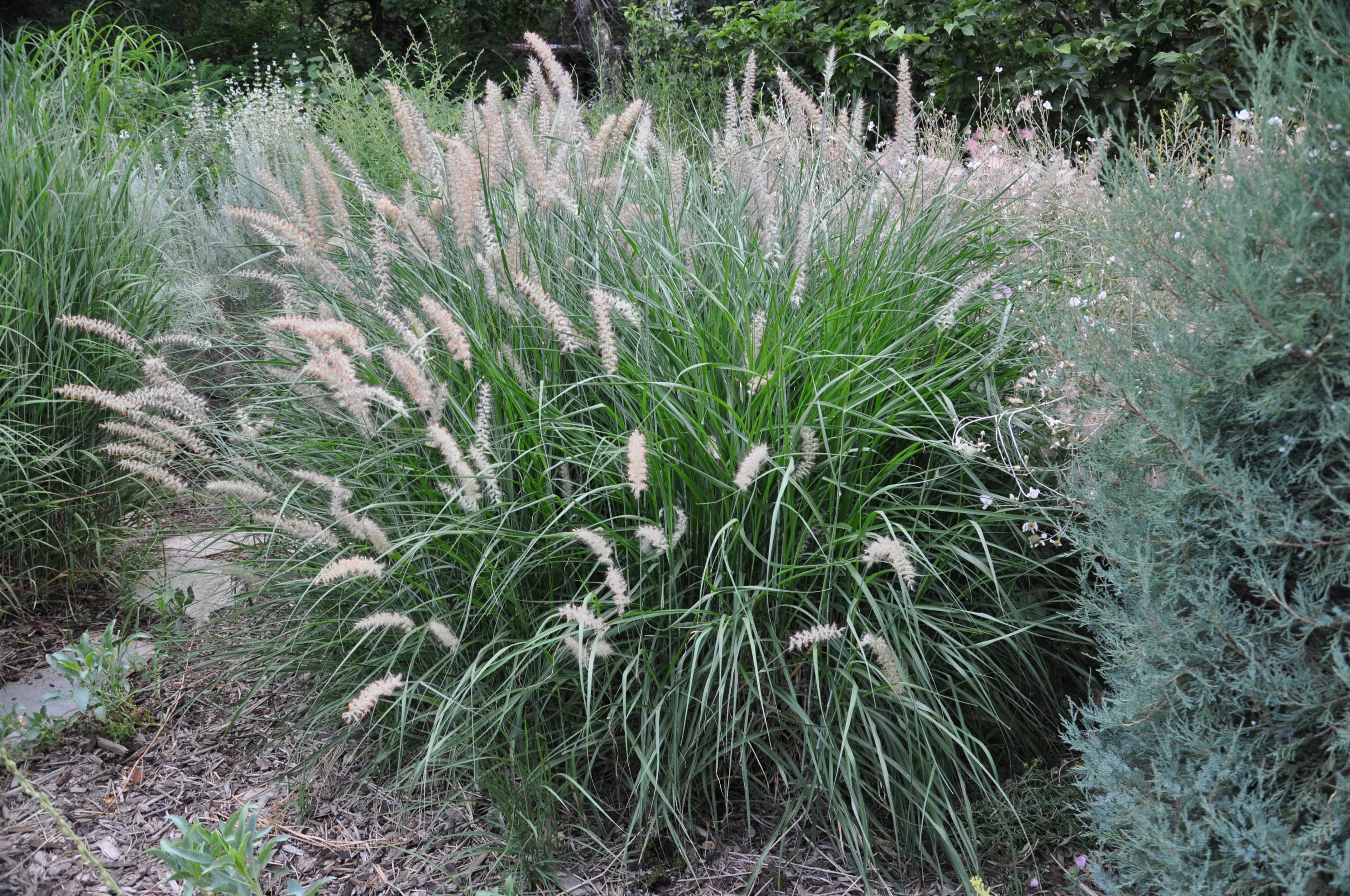 Fountain Grass