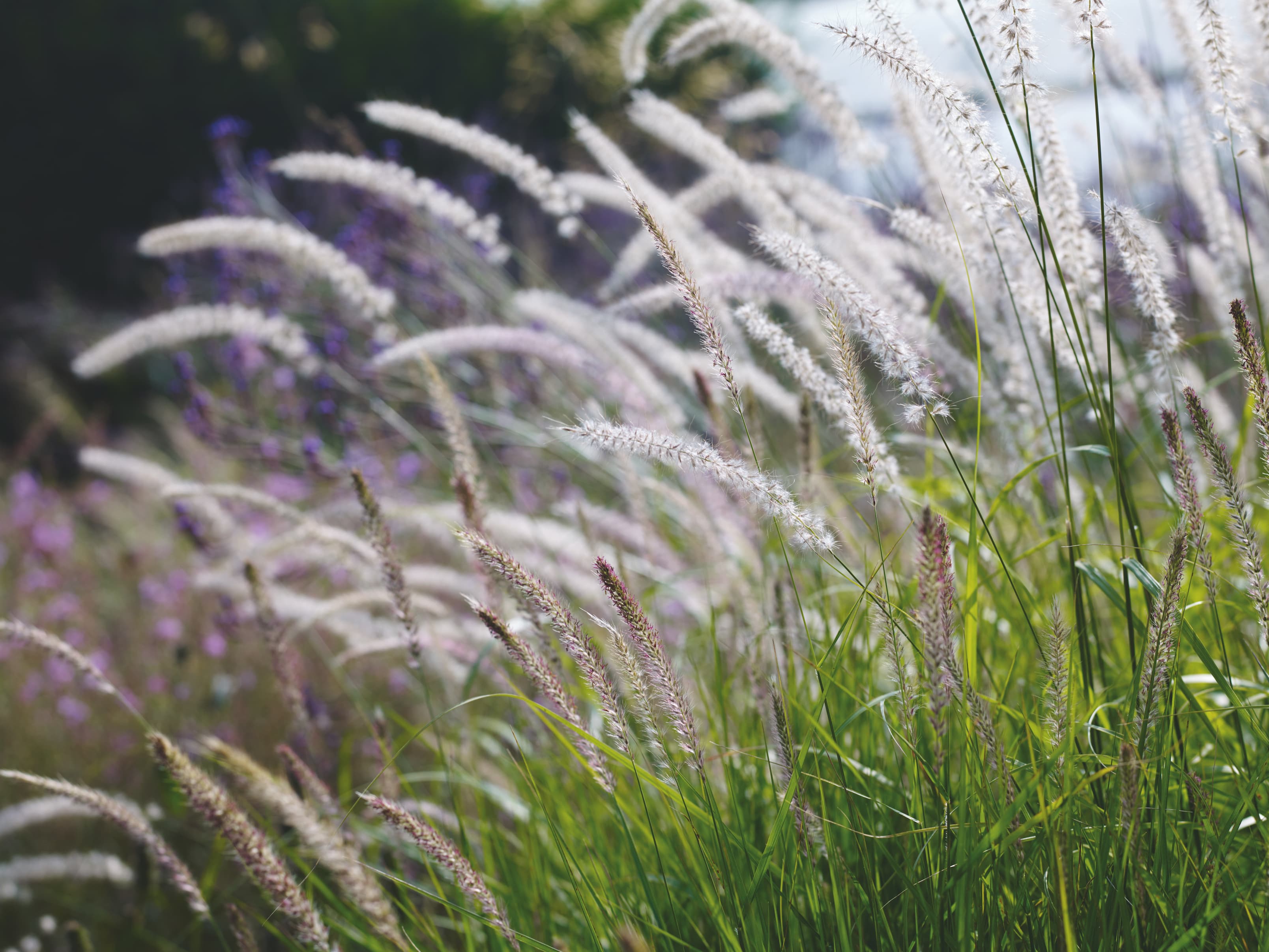 Tricolor Fountain Grass