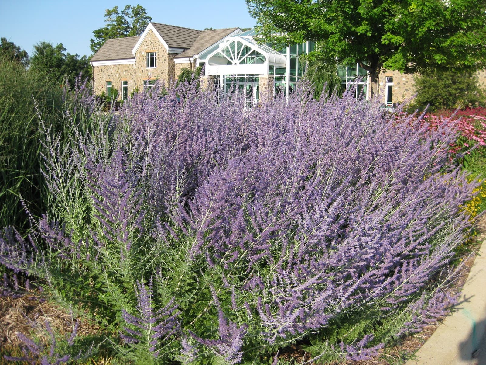 Russian Sage