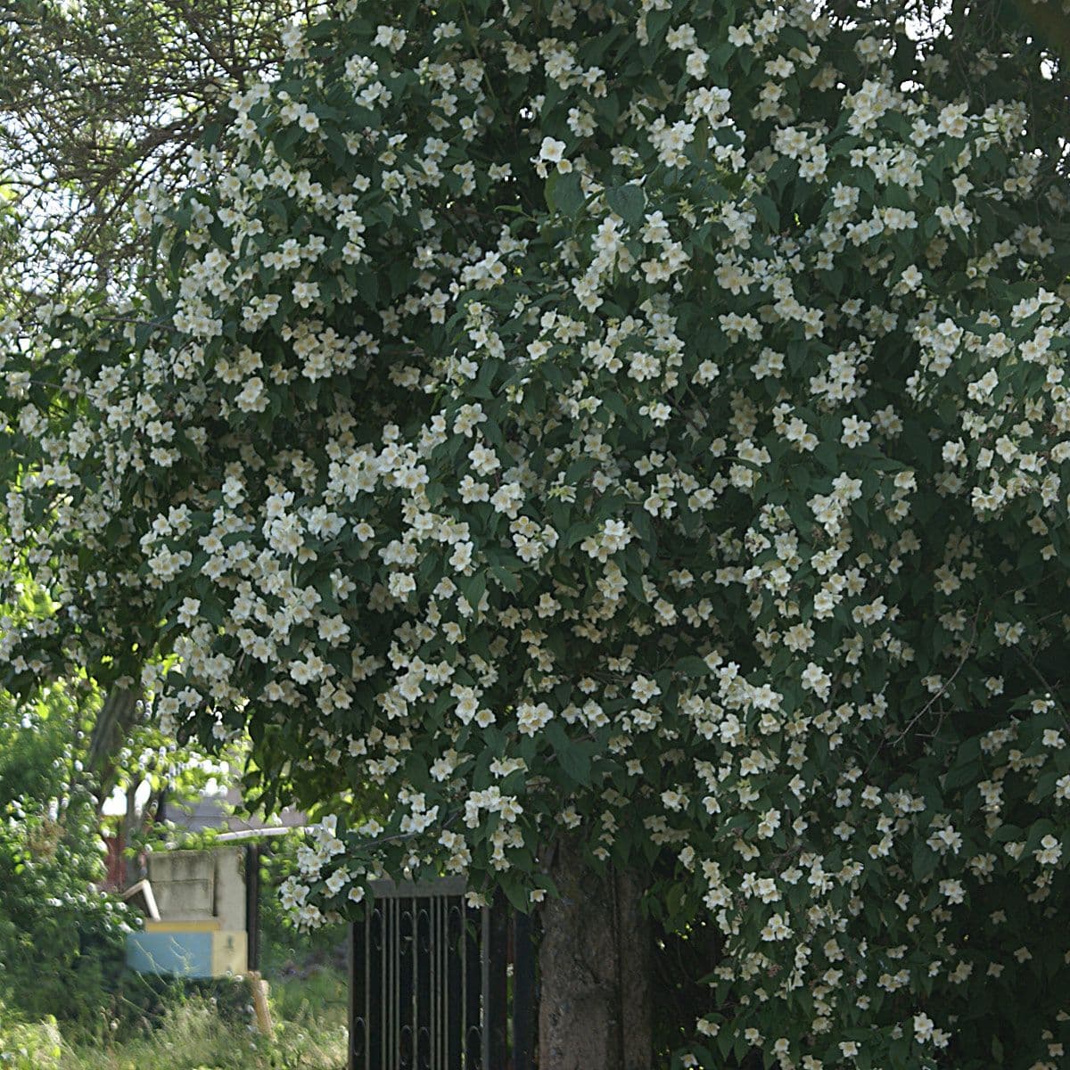 Mock Orange