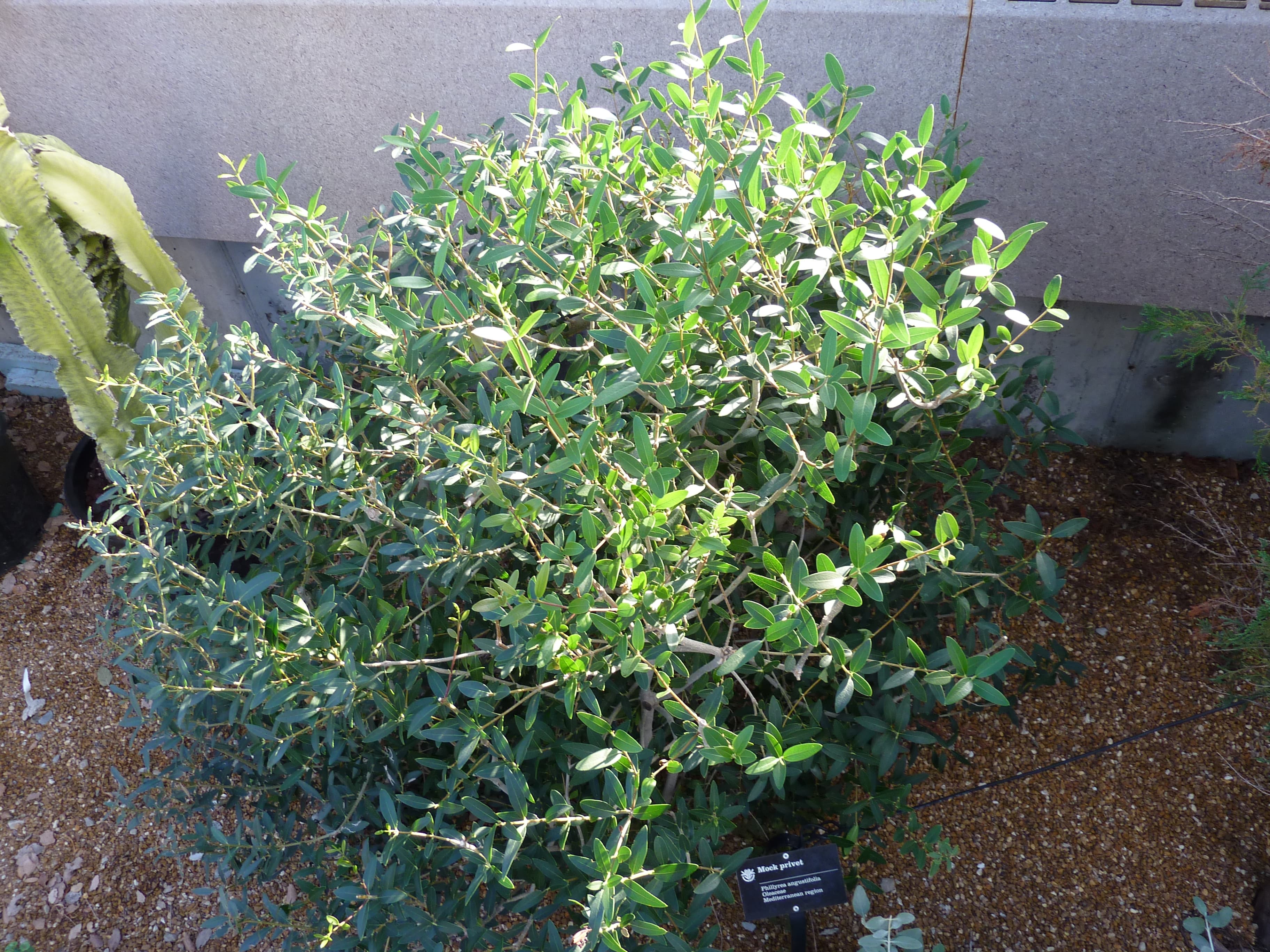 Narrow-leaved Mock Privet