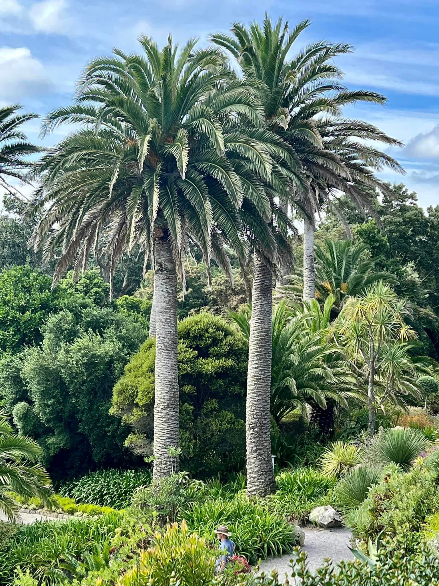 Canary Island Date Palm