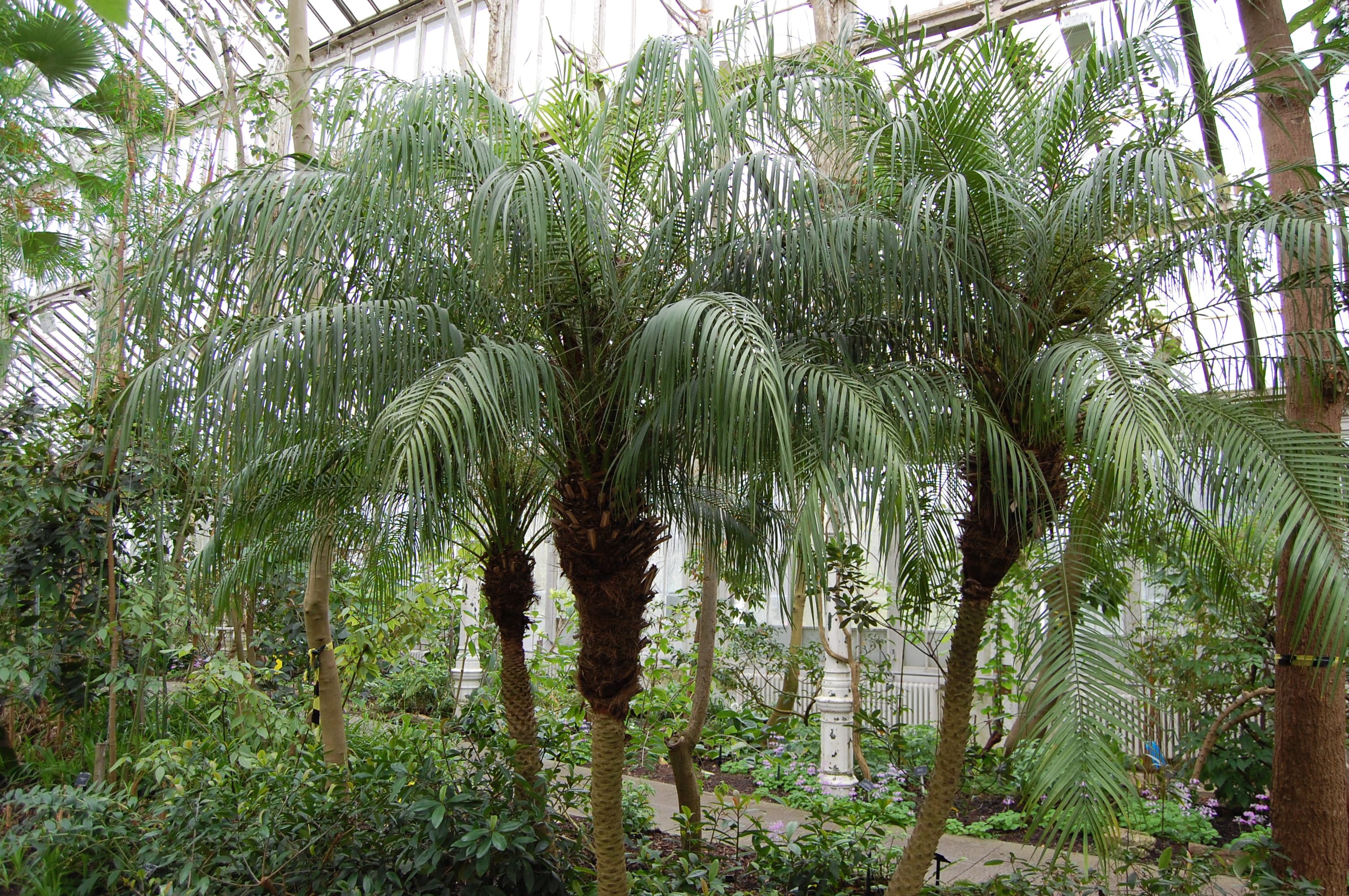 Pygmy Date Palm