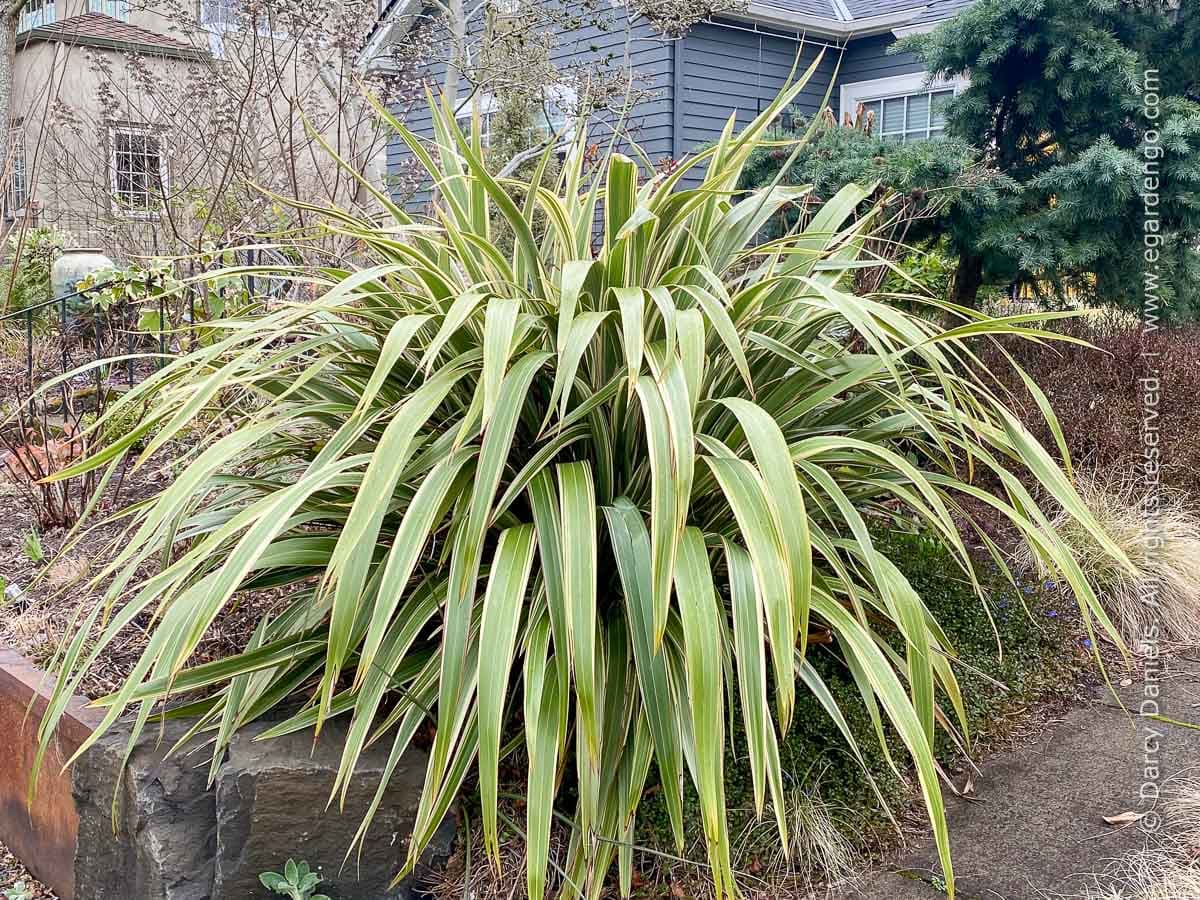Tricolor New Zealand Flax