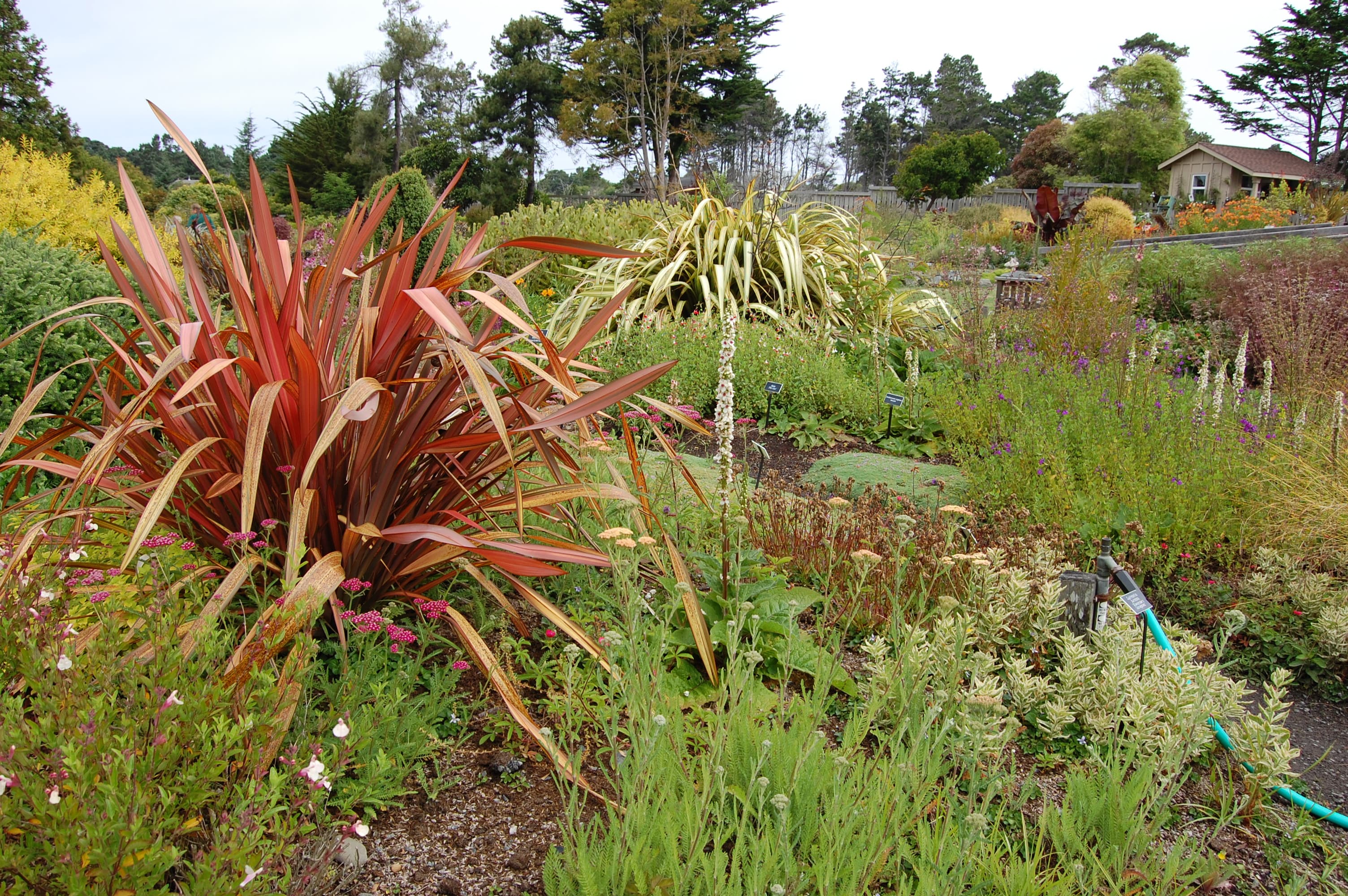 Jester New Zealand Flax