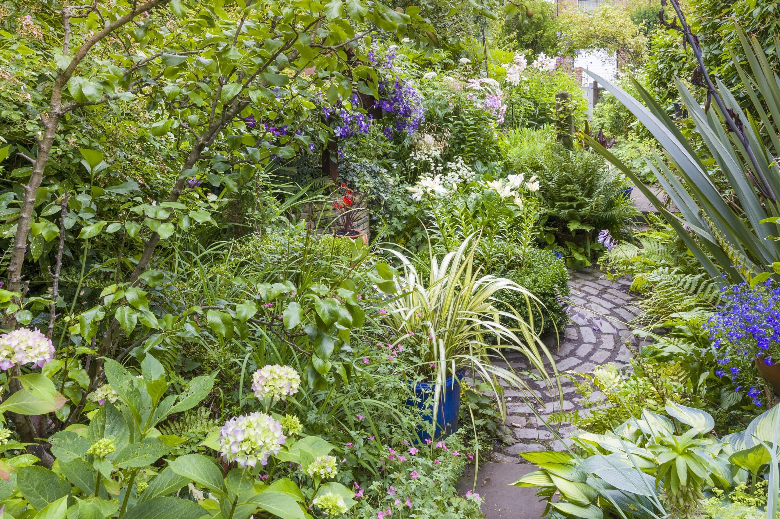 Rainbow Queen New Zealand Flax