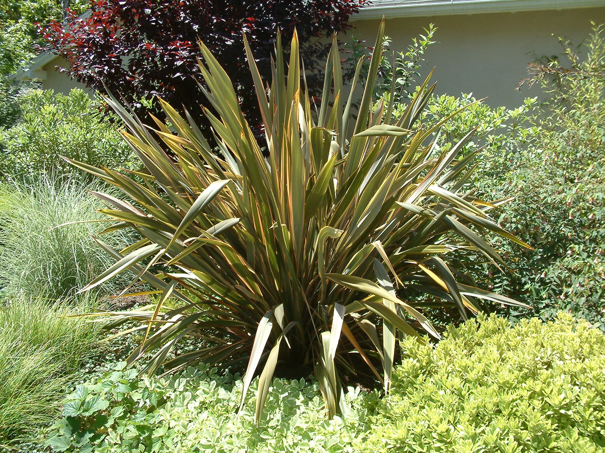 New Zealand Flax