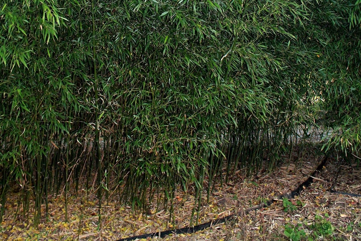 Bisset's Bamboo