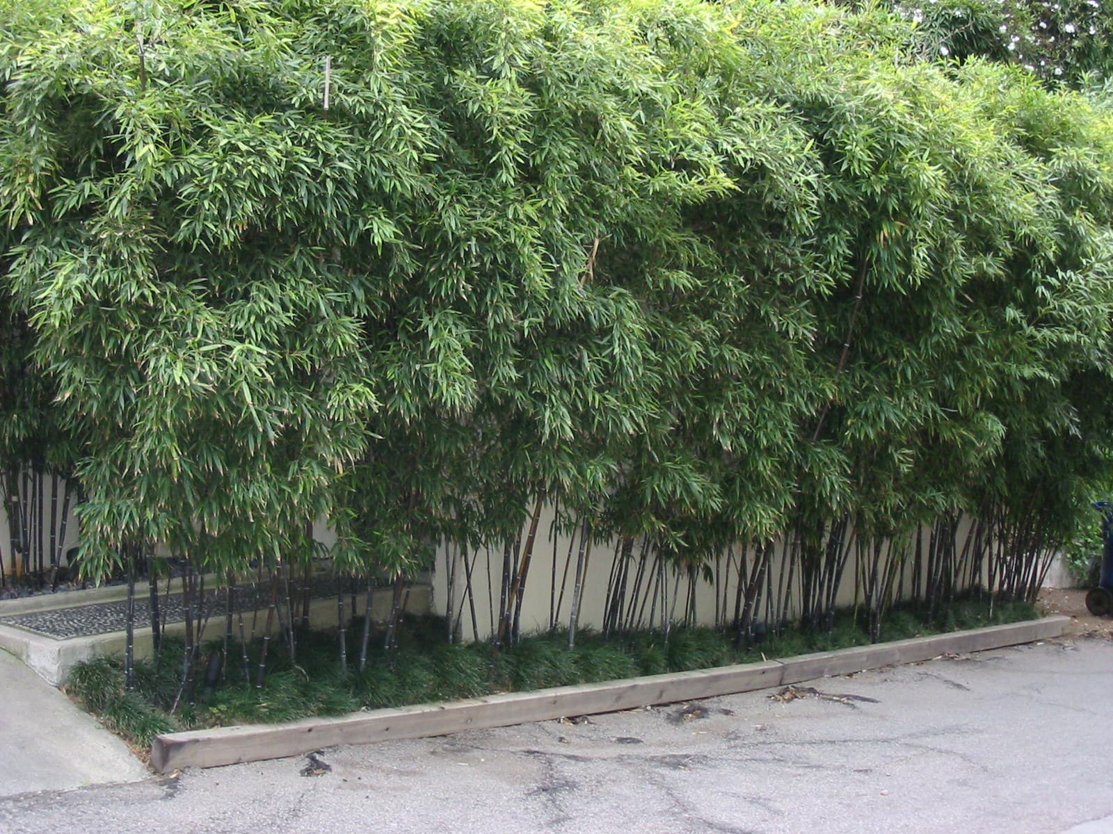 Black Bamboo
