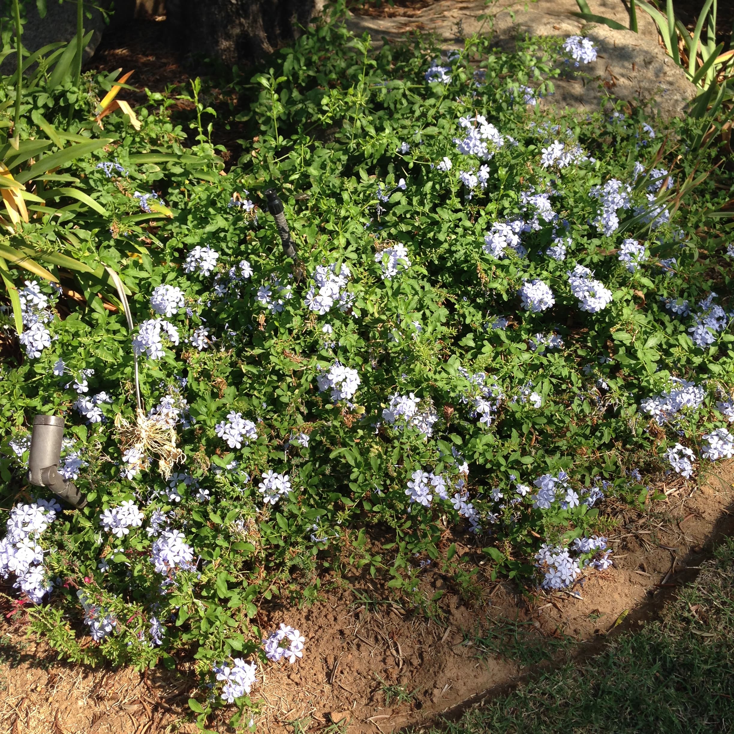 Cape Leadwort