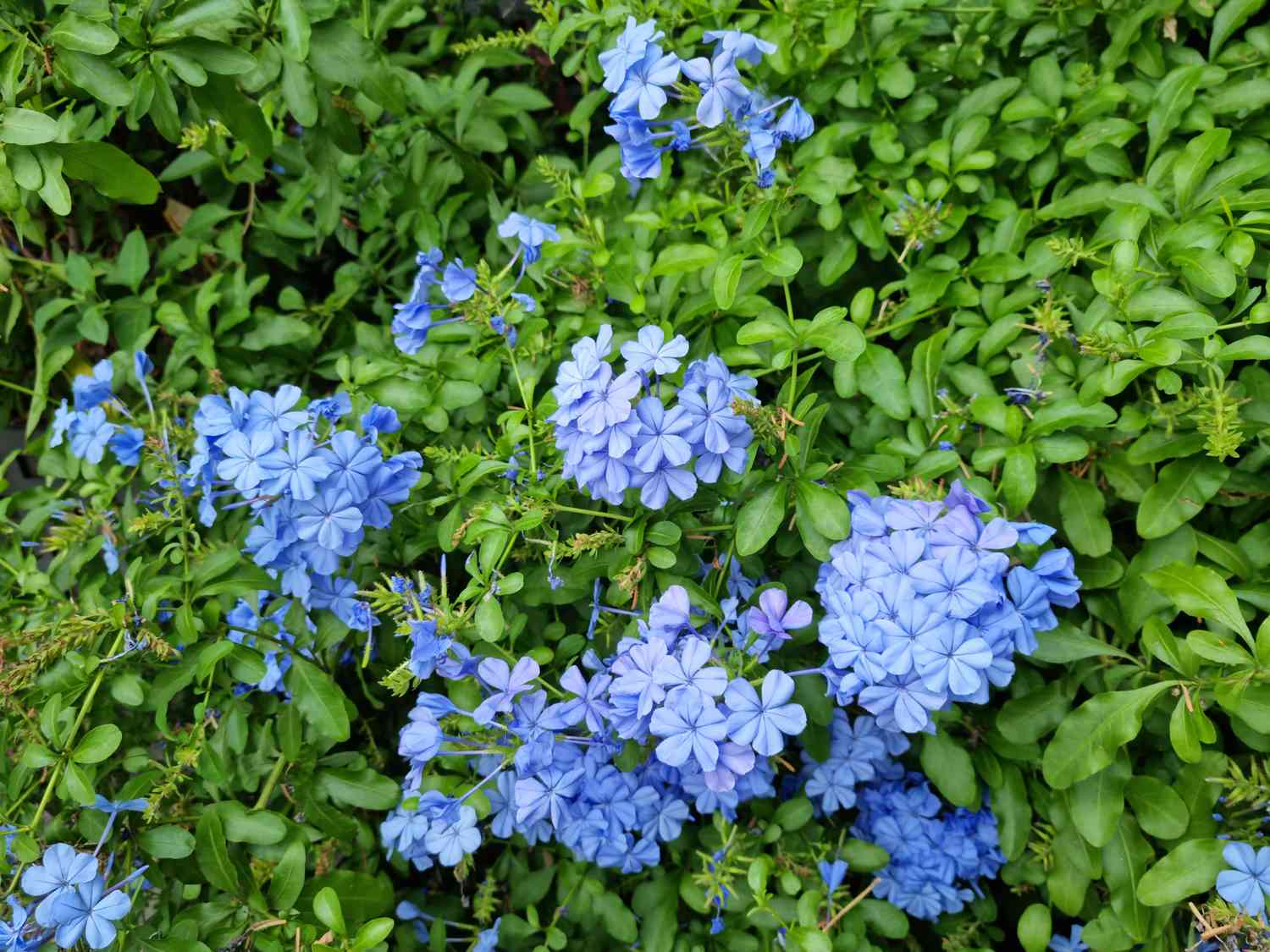 Blue Plumbago
