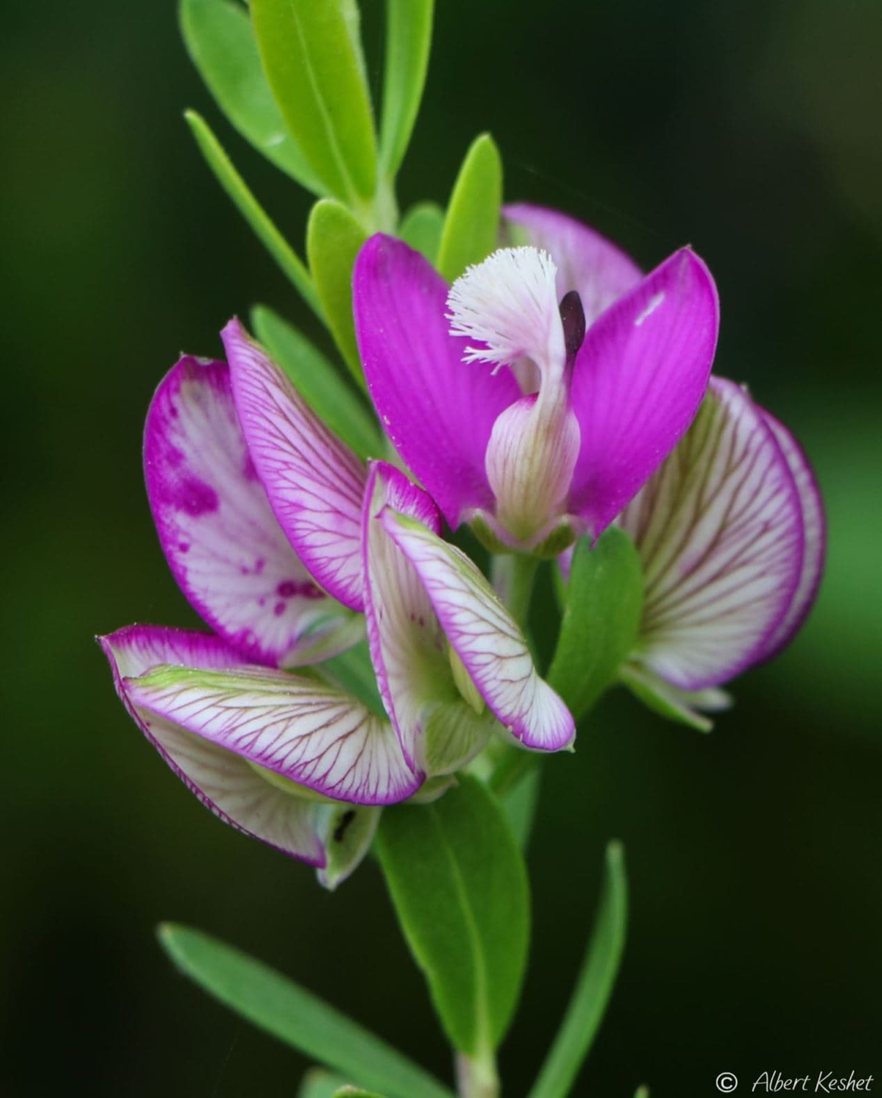 Sweet Pea Shrub