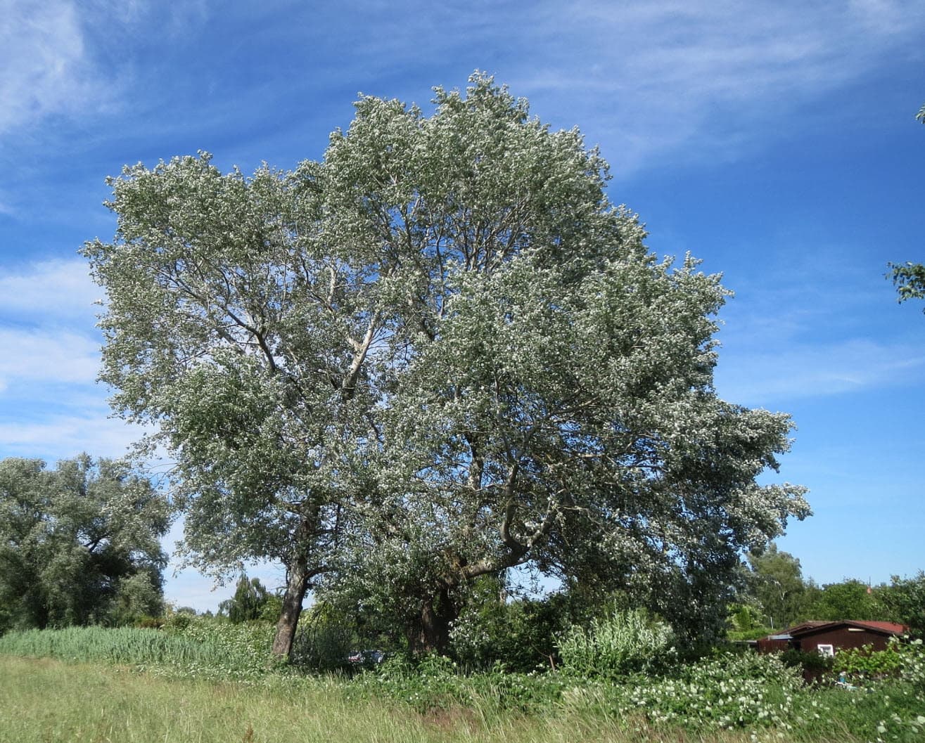 White Poplar