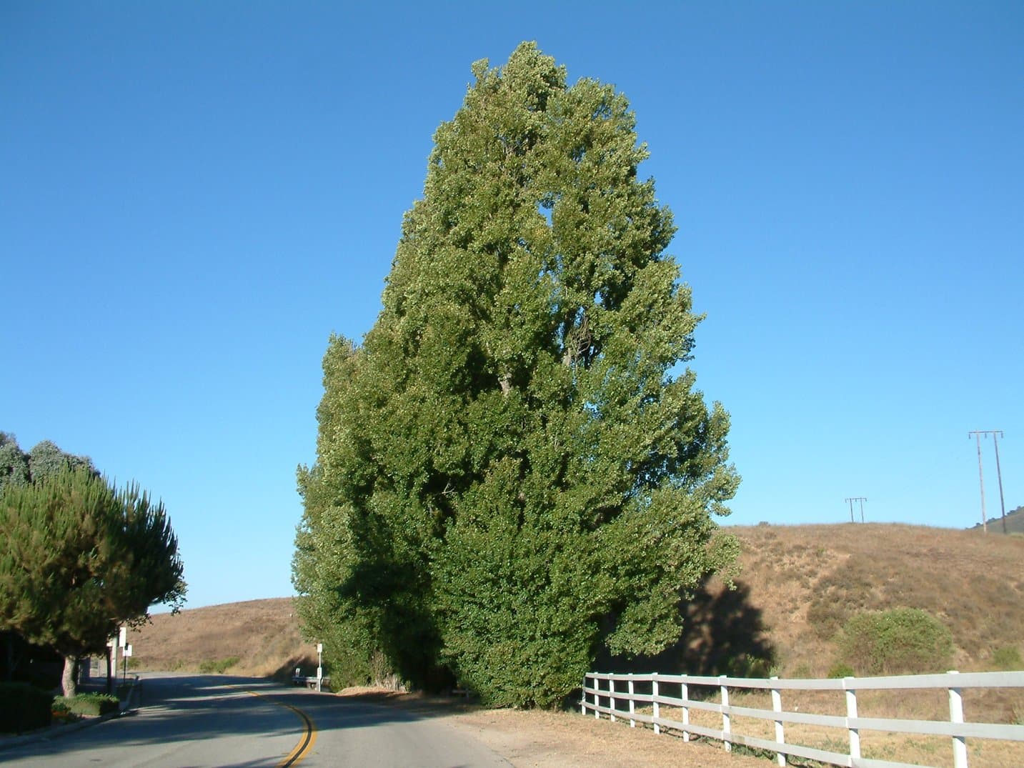 Lombardy Poplar