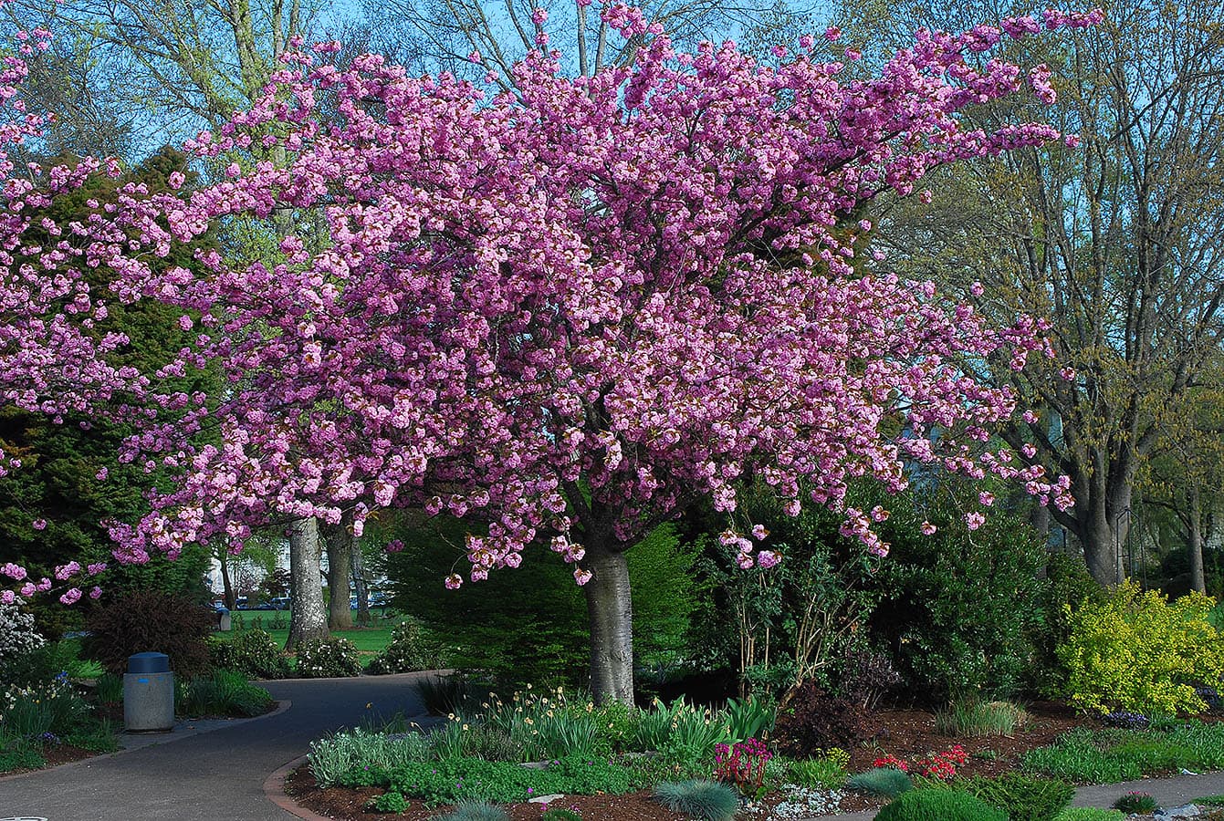 Japanese Cherry 'Kanzan'