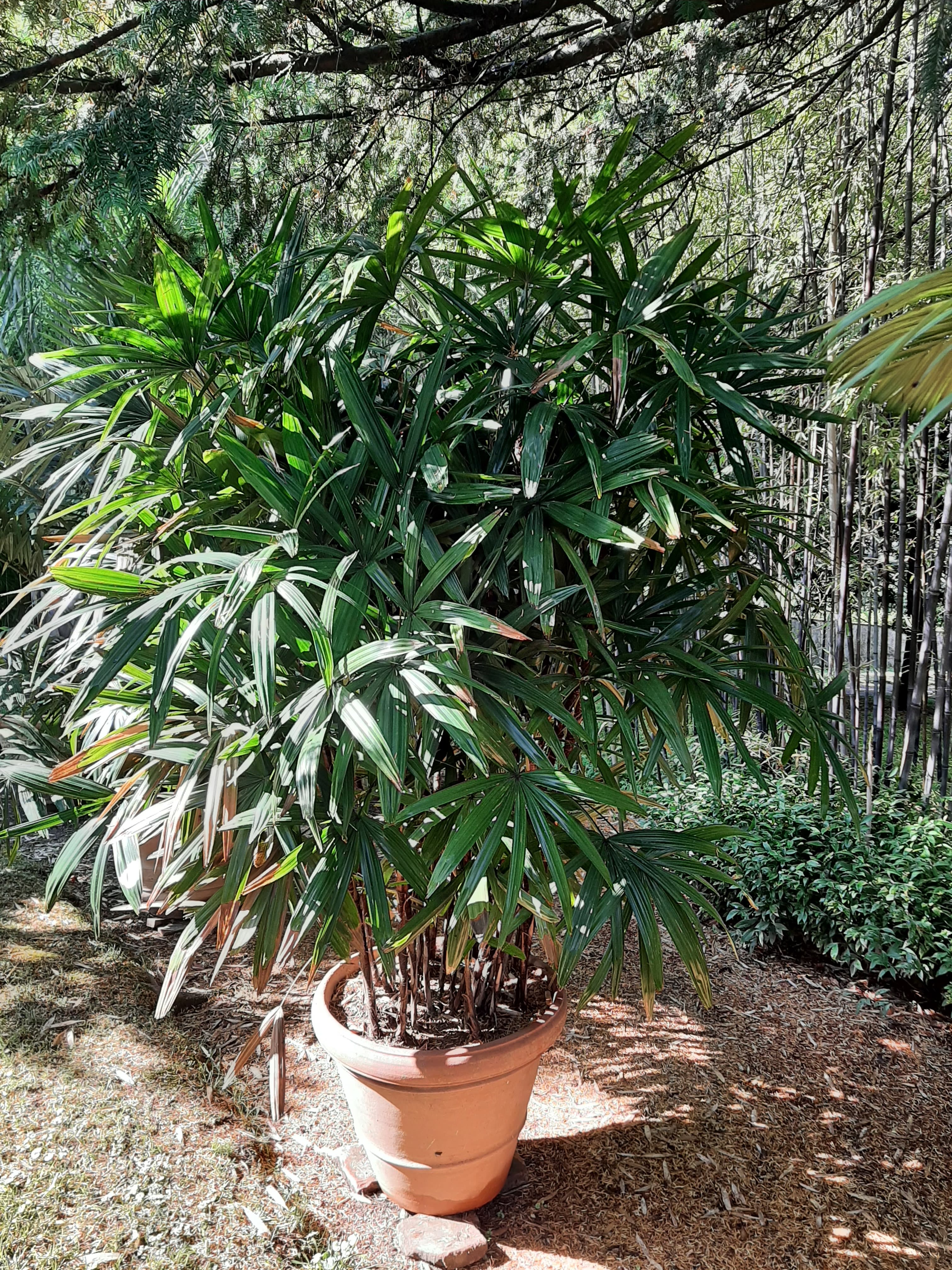 Lady Palm