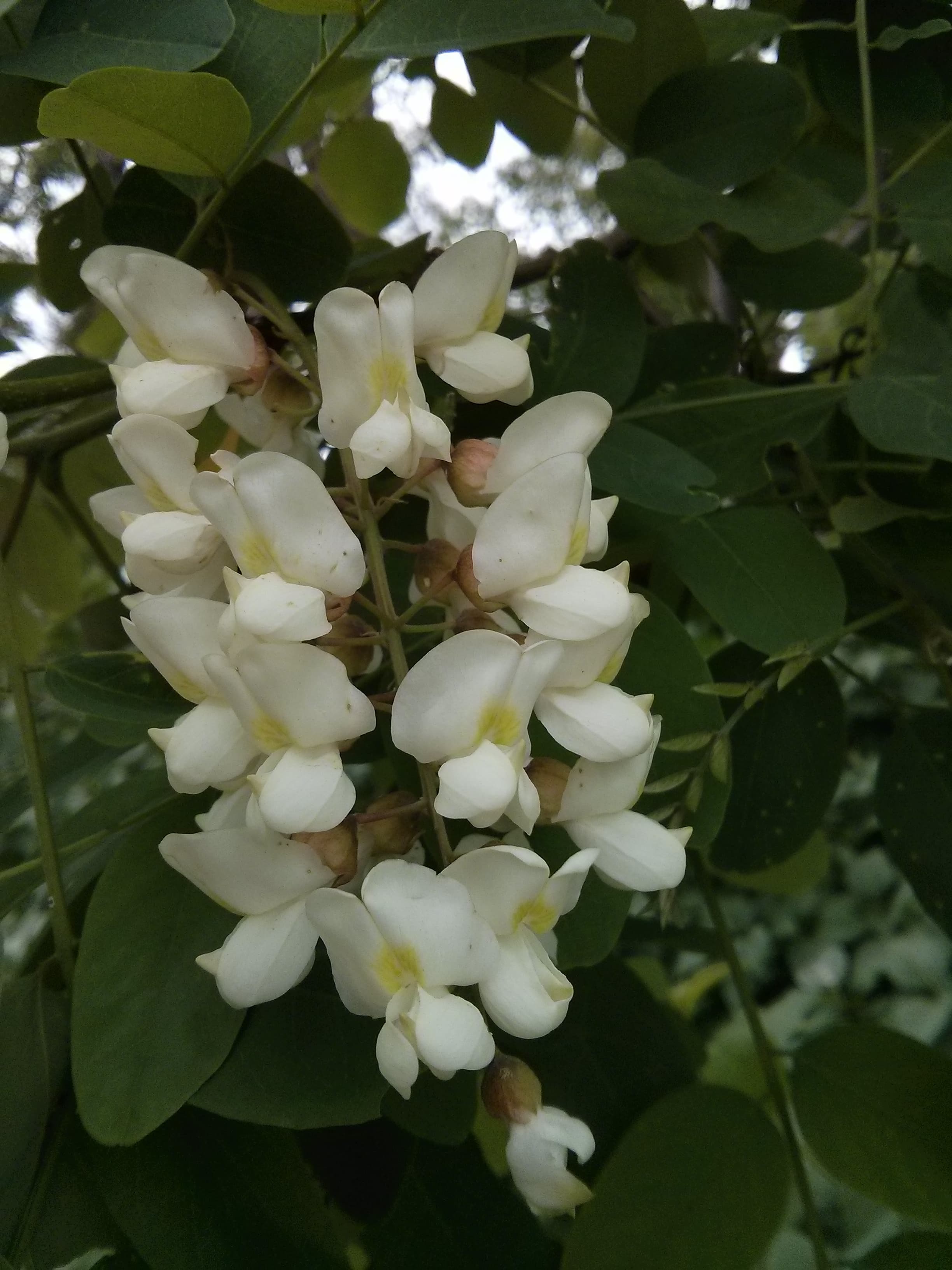 Black Locust