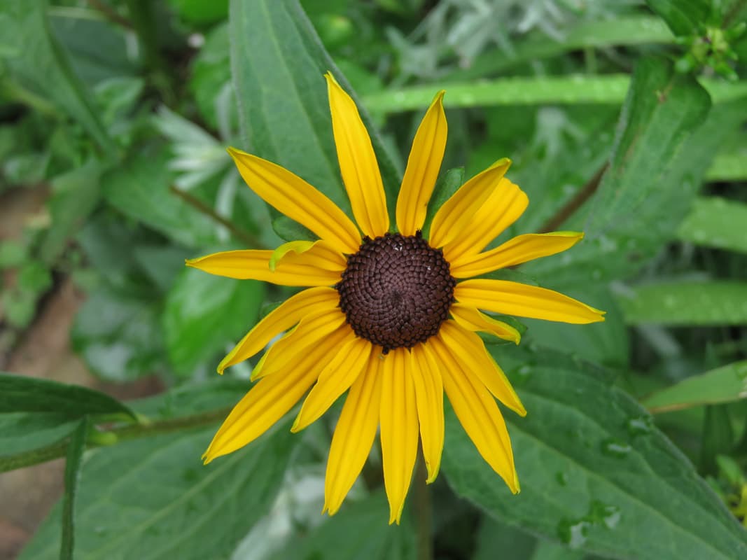 Black-Eyed Susan