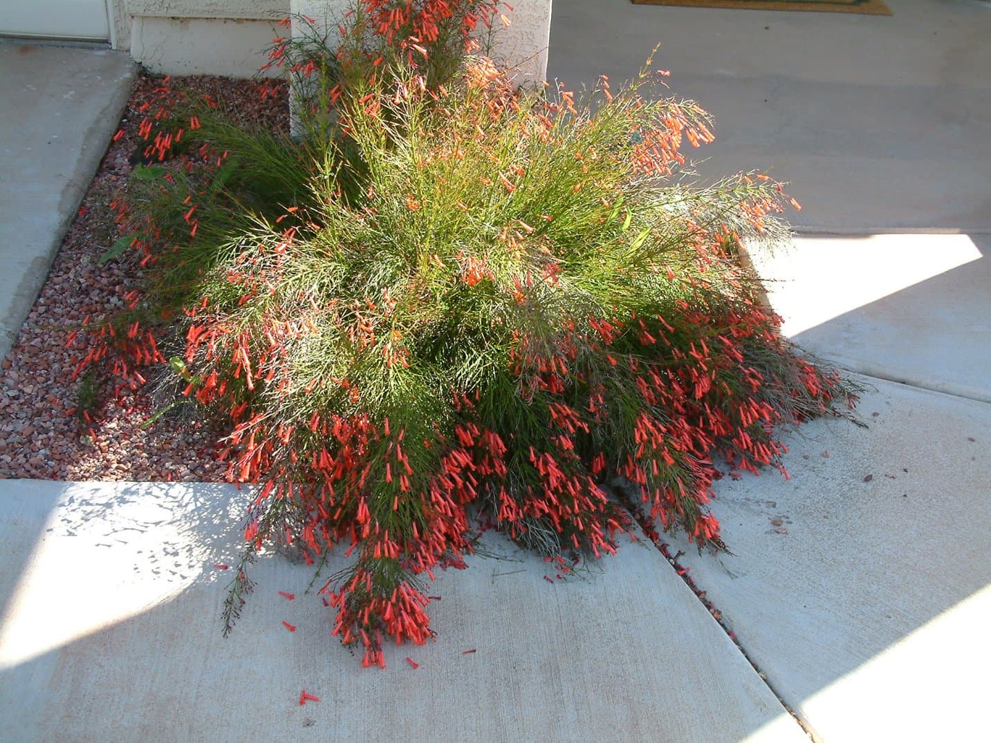Firecracker Plant